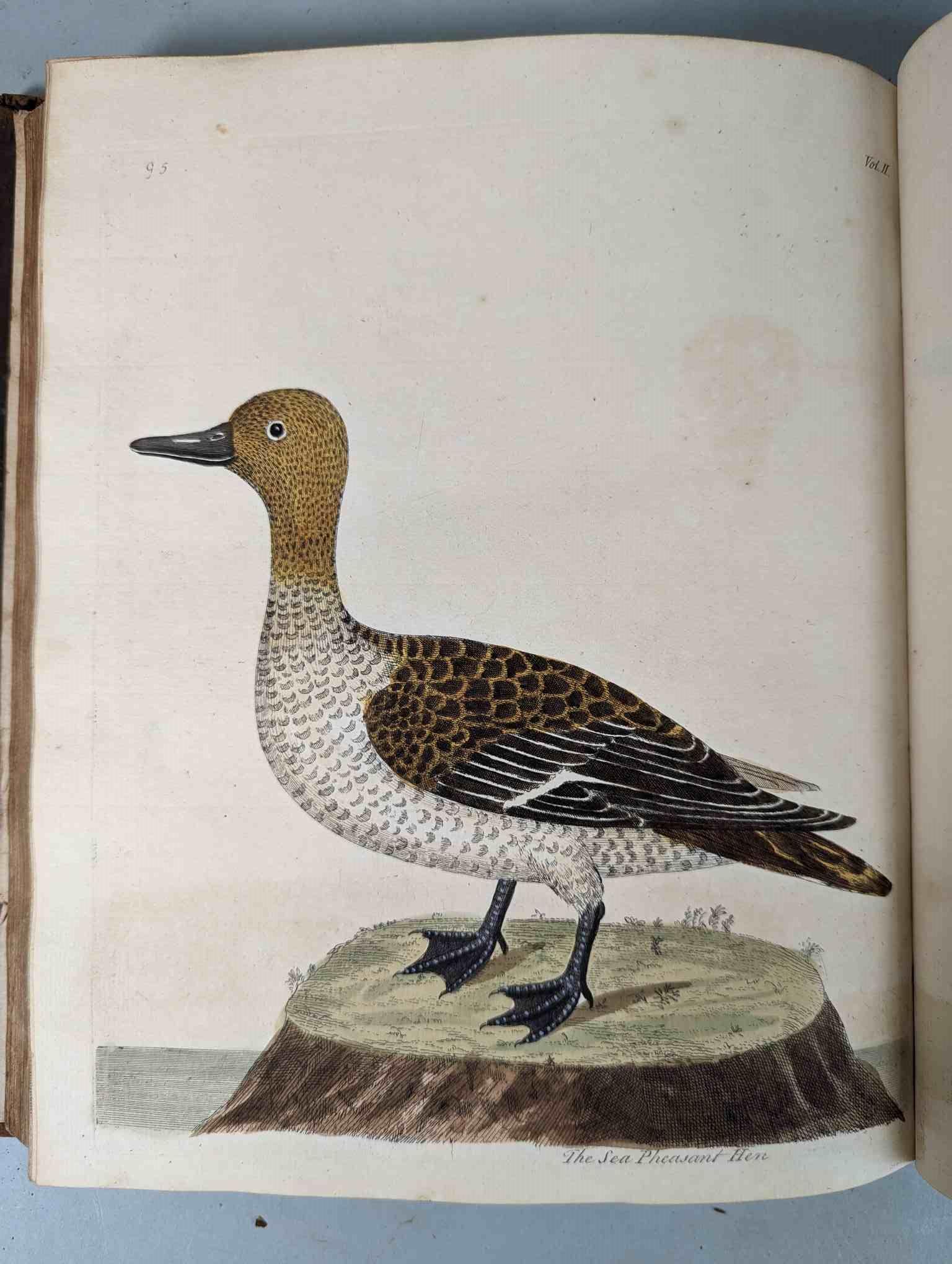 ALBIN, Eleazar. A Natural History of Birds, to which are added, Notes and Observations by W. - Image 198 of 208