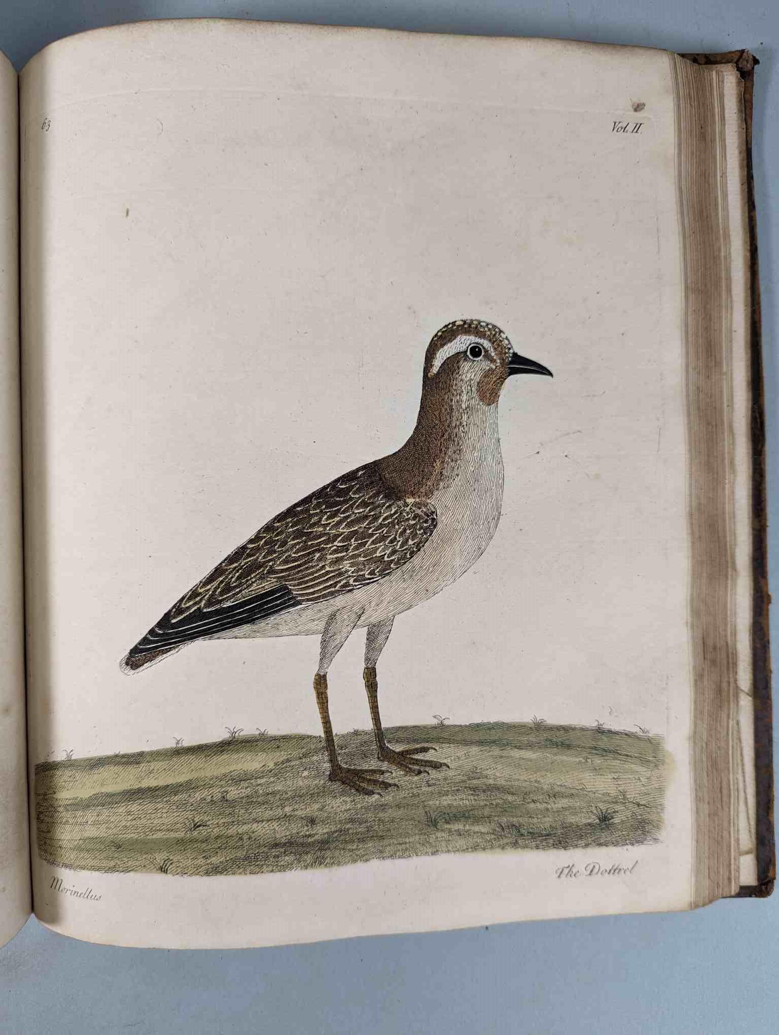 ALBIN, Eleazar. A Natural History of Birds, to which are added, Notes and Observations by W. - Image 167 of 208