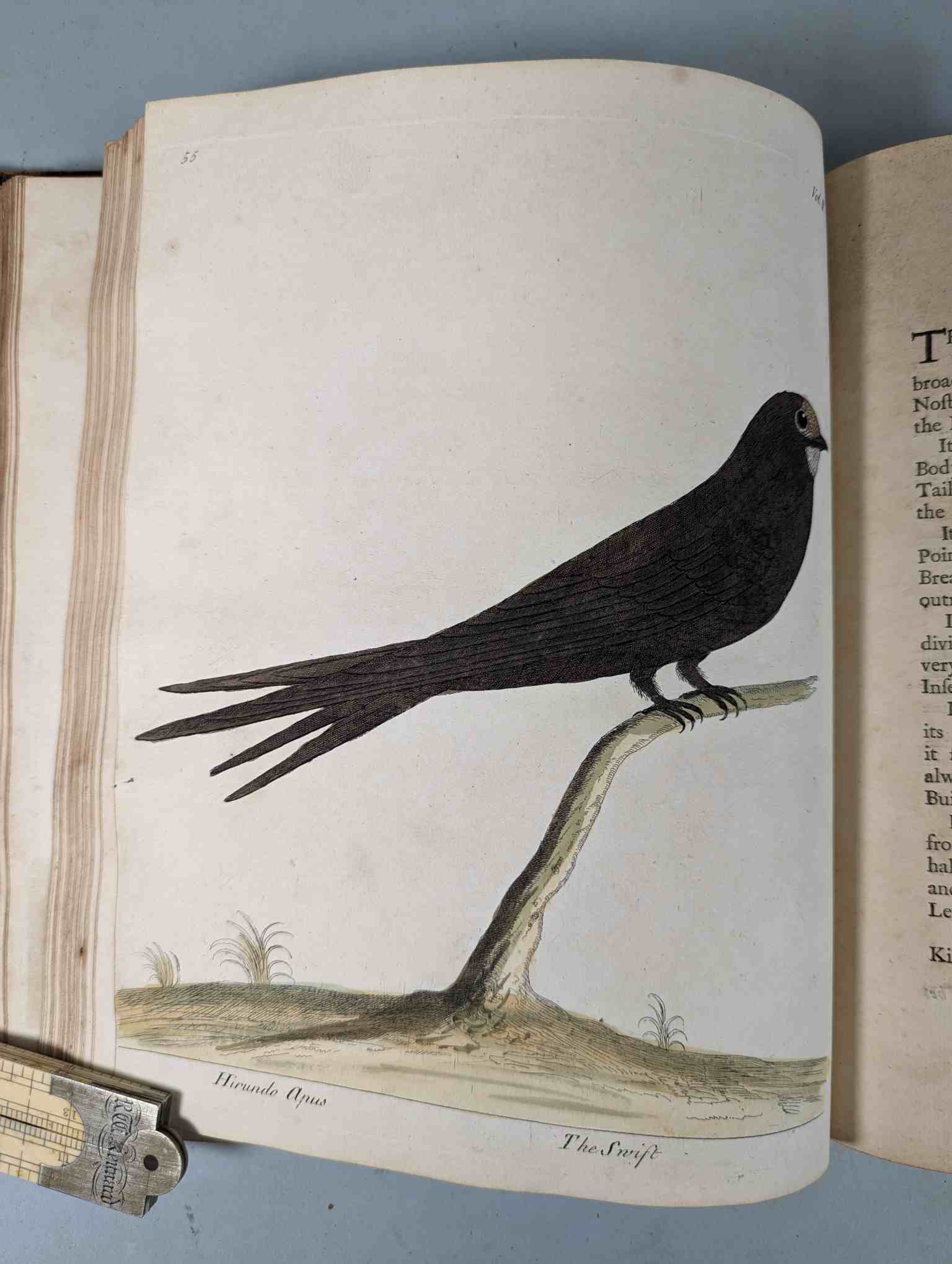ALBIN, Eleazar. A Natural History of Birds, to which are added, Notes and Observations by W. - Image 159 of 208