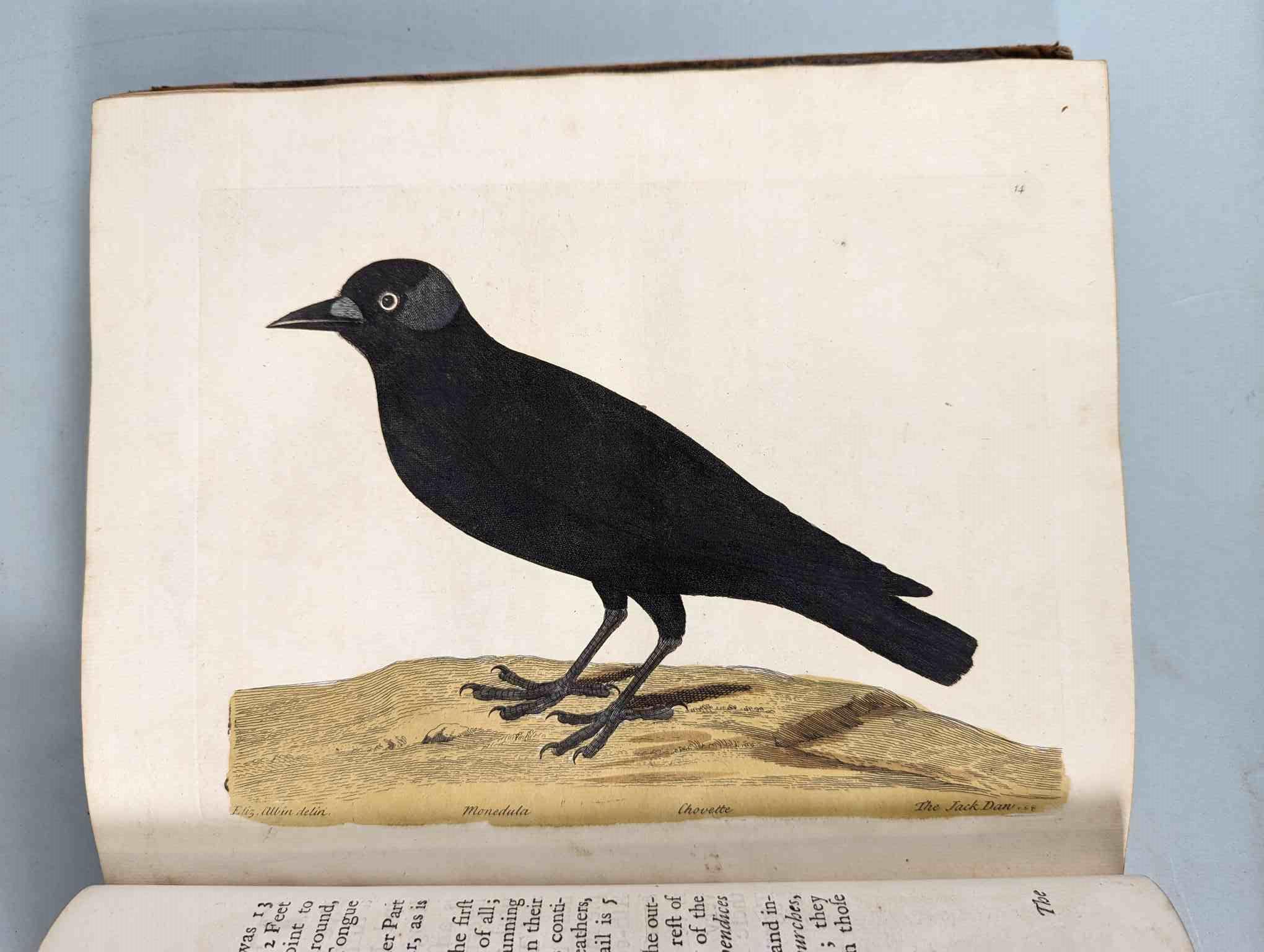 ALBIN, Eleazar. A Natural History of Birds, to which are added, Notes and Observations by W. - Image 17 of 208