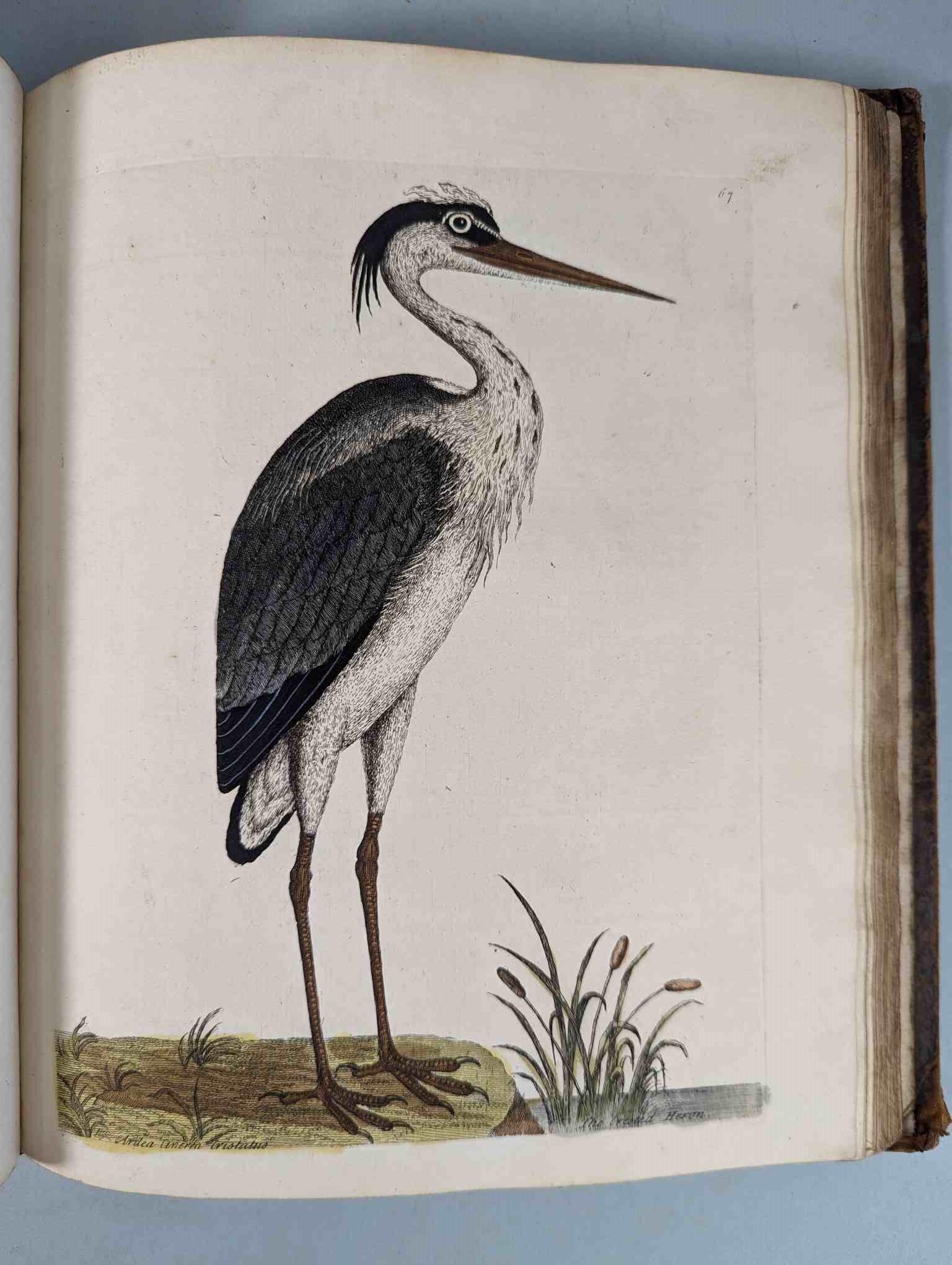 ALBIN, Eleazar. A Natural History of Birds, to which are added, Notes and Observations by W. - Image 70 of 208