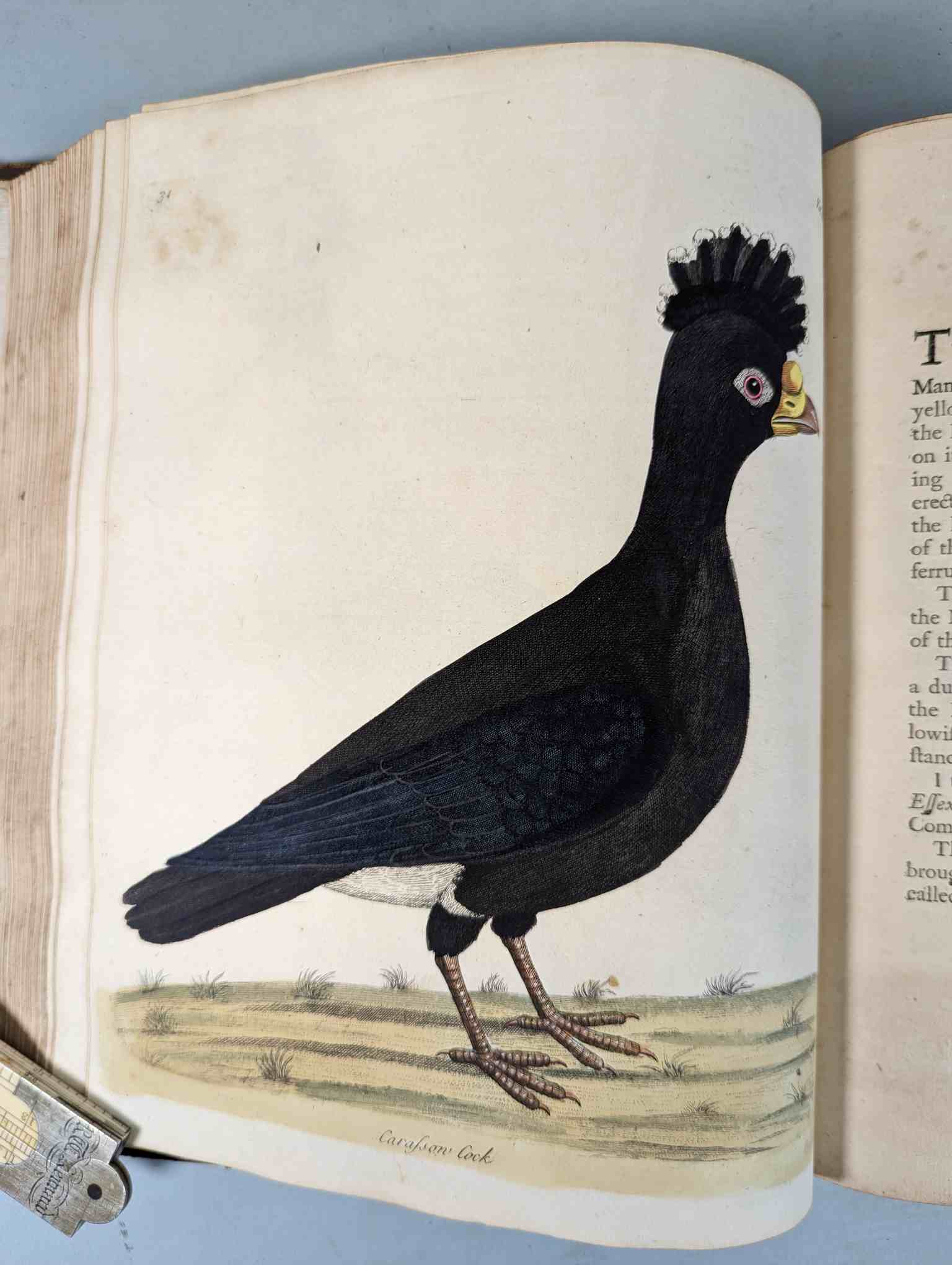 ALBIN, Eleazar. A Natural History of Birds, to which are added, Notes and Observations by W. - Image 136 of 208