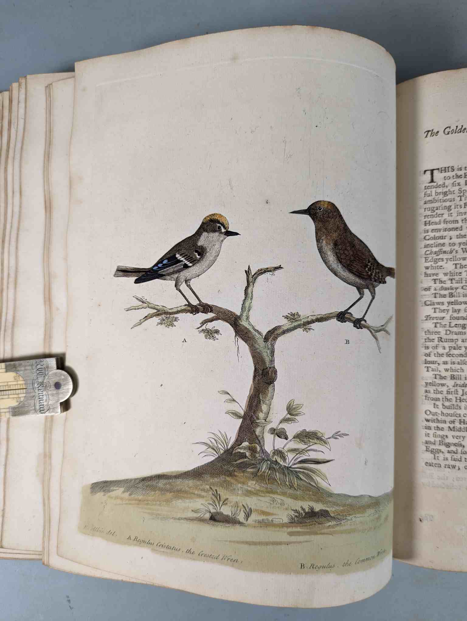 ALBIN, Eleazar. A Natural History of Birds, to which are added, Notes and Observations by W. - Image 56 of 208