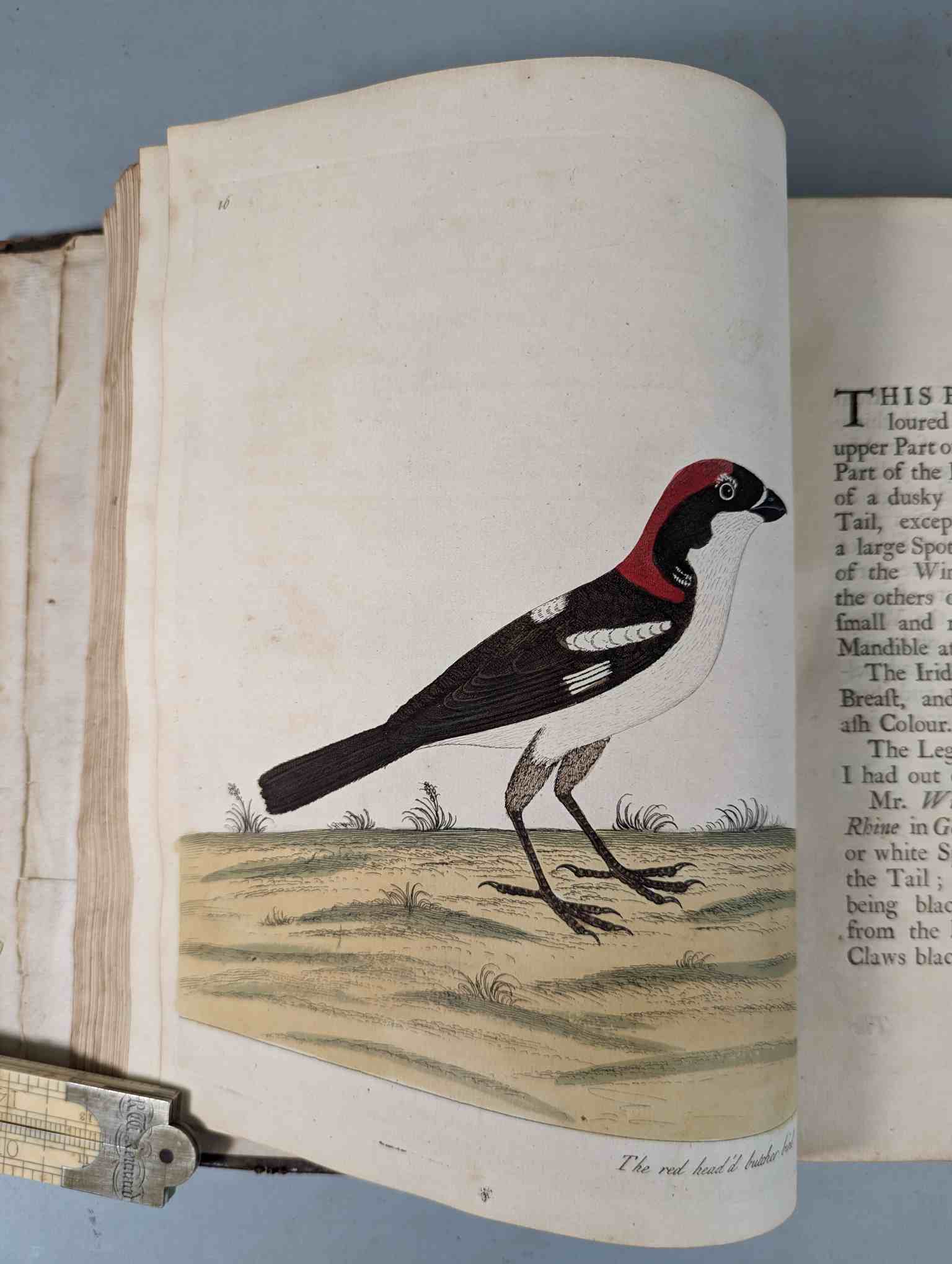ALBIN, Eleazar. A Natural History of Birds, to which are added, Notes and Observations by W. - Image 120 of 208