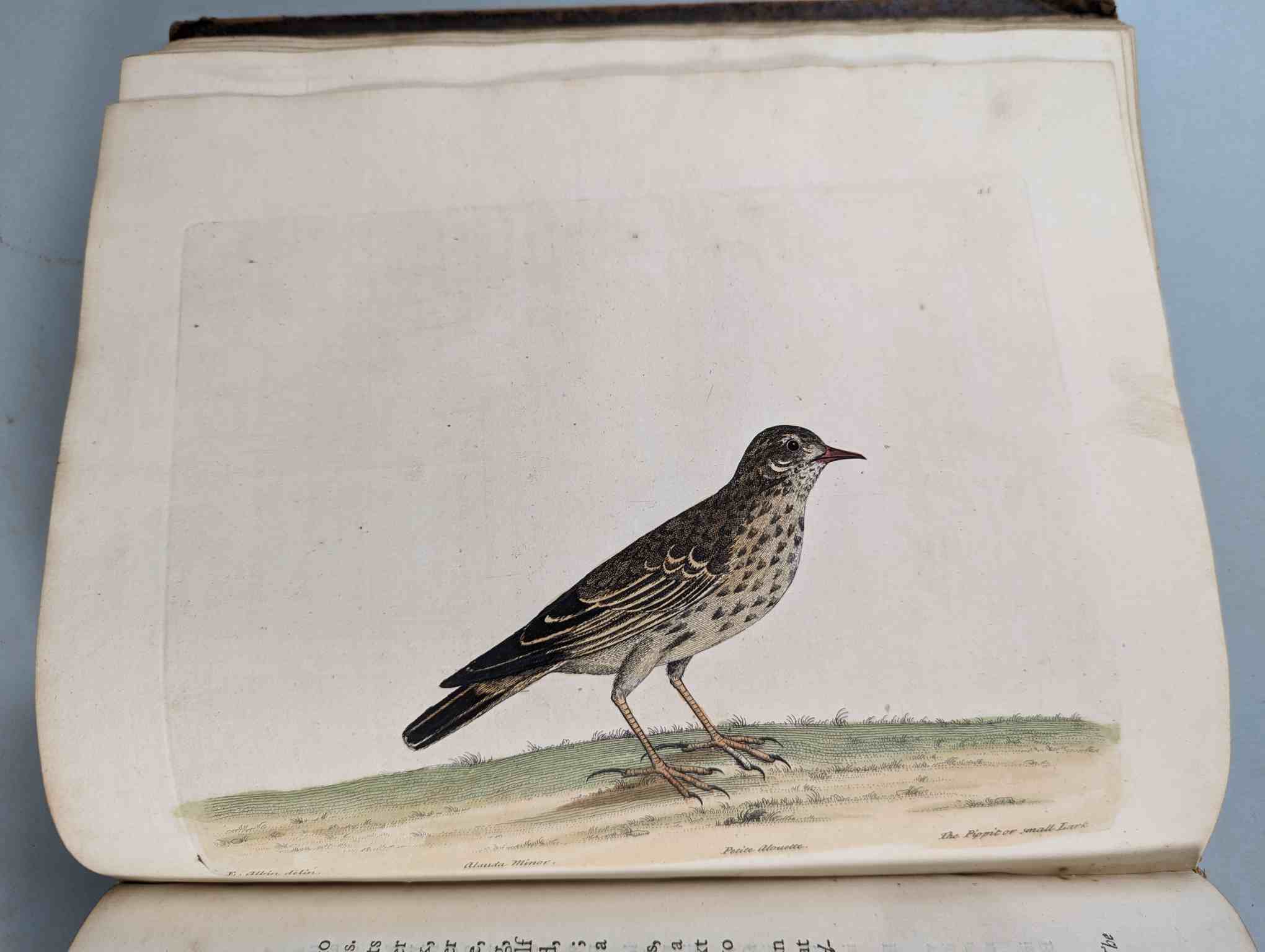 ALBIN, Eleazar. A Natural History of Birds, to which are added, Notes and Observations by W. - Image 47 of 208