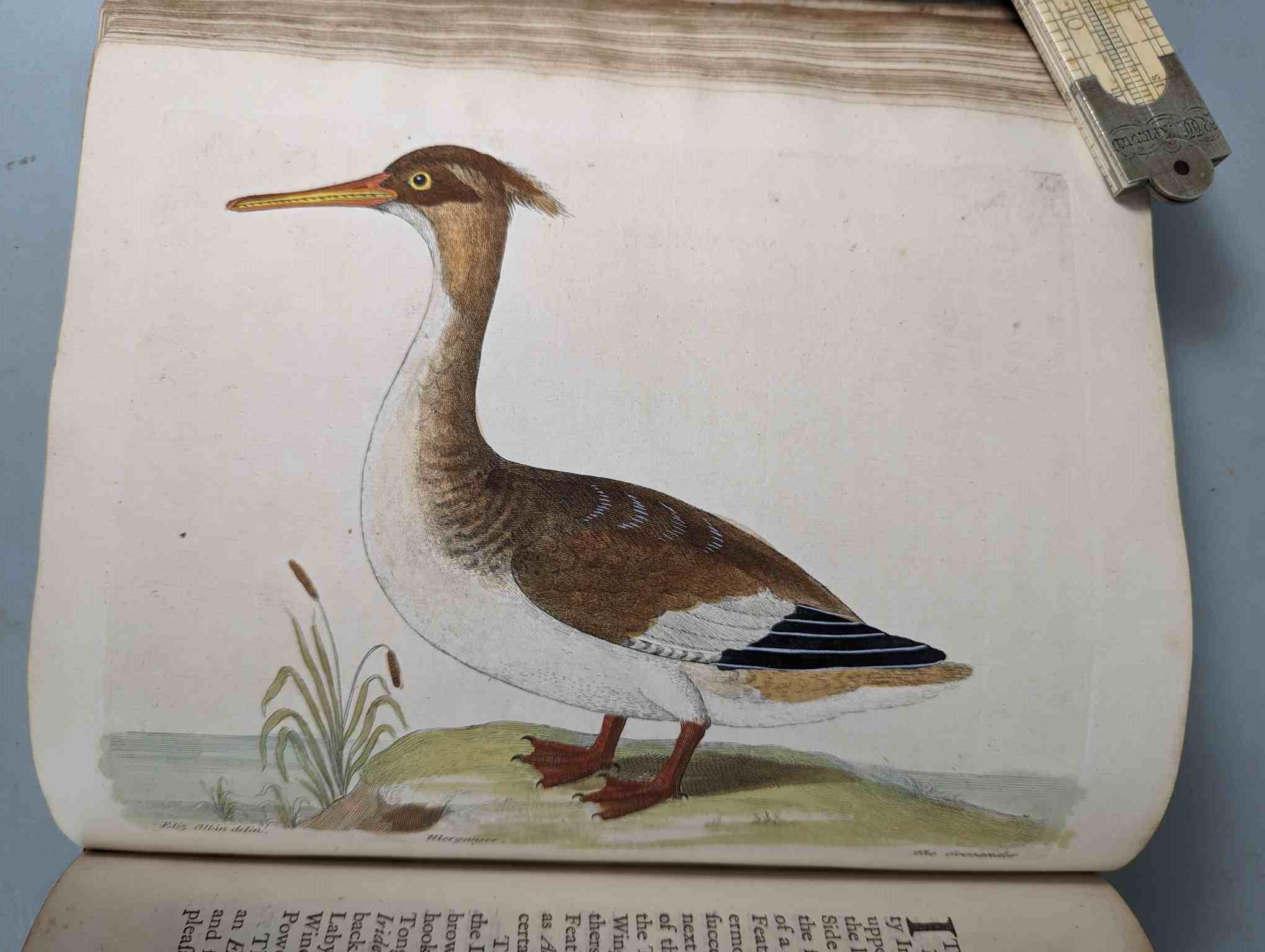 ALBIN, Eleazar. A Natural History of Birds, to which are added, Notes and Observations by W. - Image 90 of 208