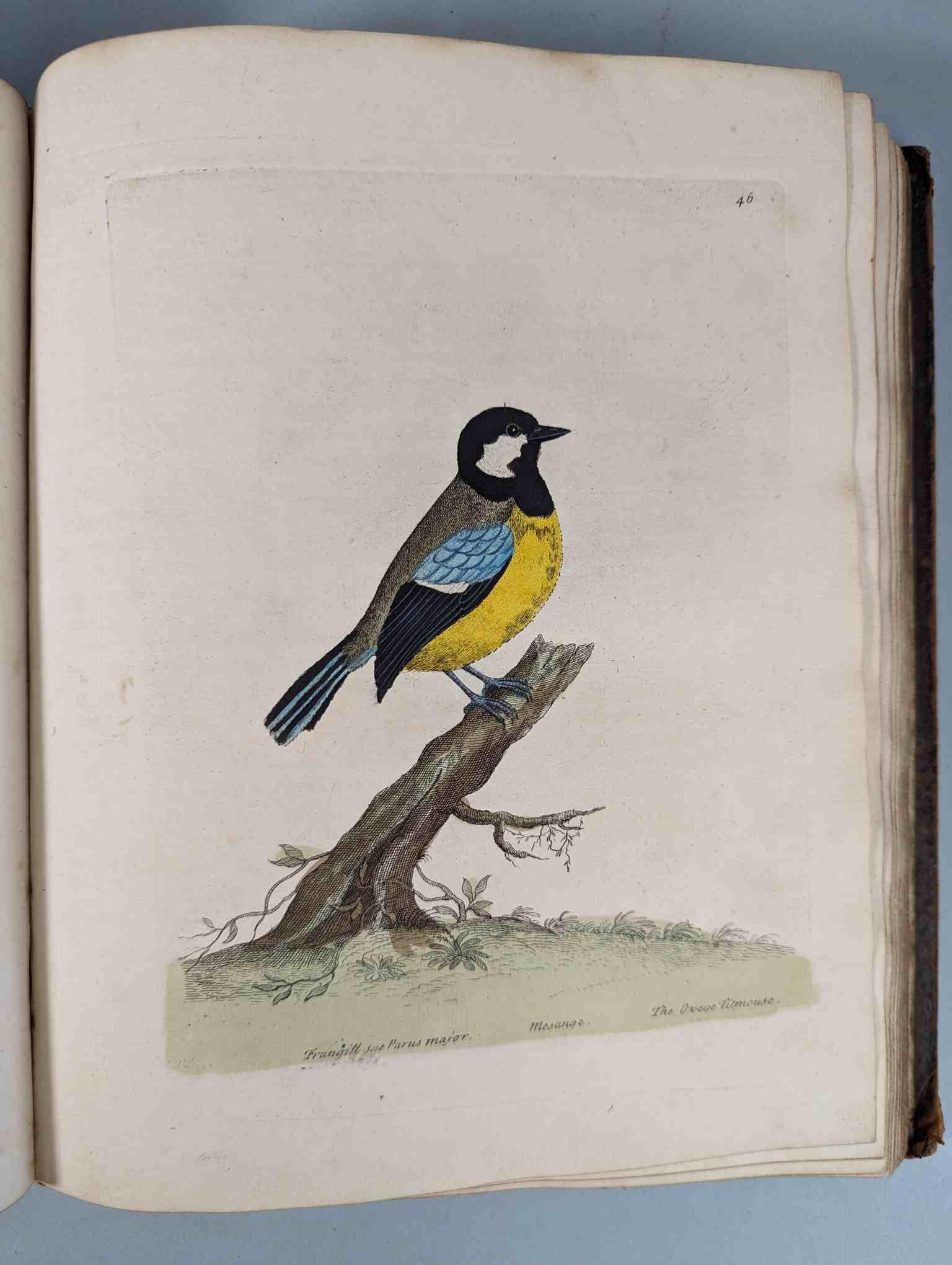 ALBIN, Eleazar. A Natural History of Birds, to which are added, Notes and Observations by W. - Image 49 of 208