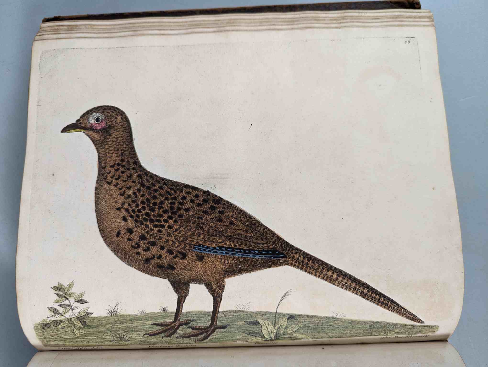 ALBIN, Eleazar. A Natural History of Birds, to which are added, Notes and Observations by W. - Image 29 of 208