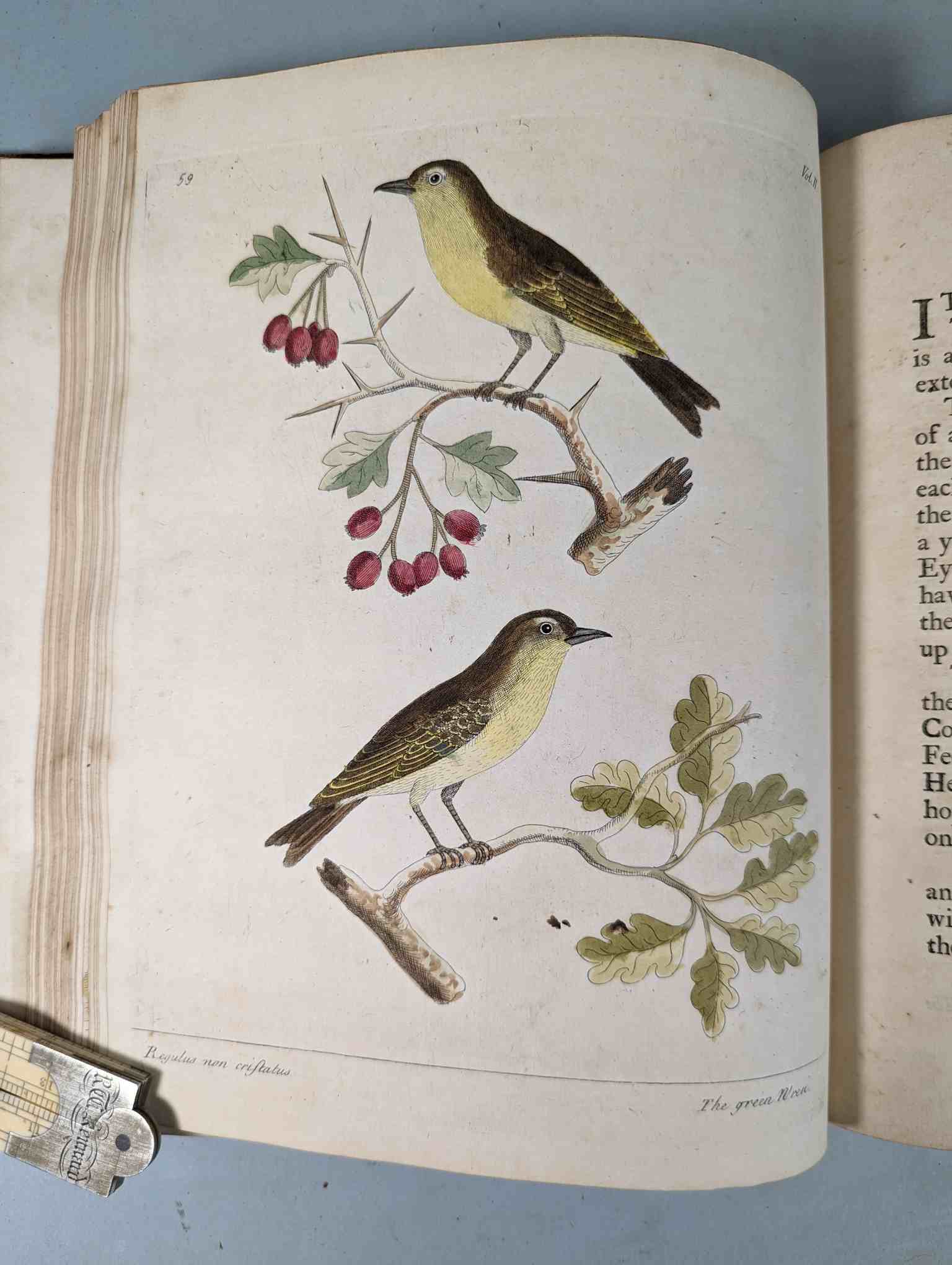 ALBIN, Eleazar. A Natural History of Birds, to which are added, Notes and Observations by W. - Image 163 of 208