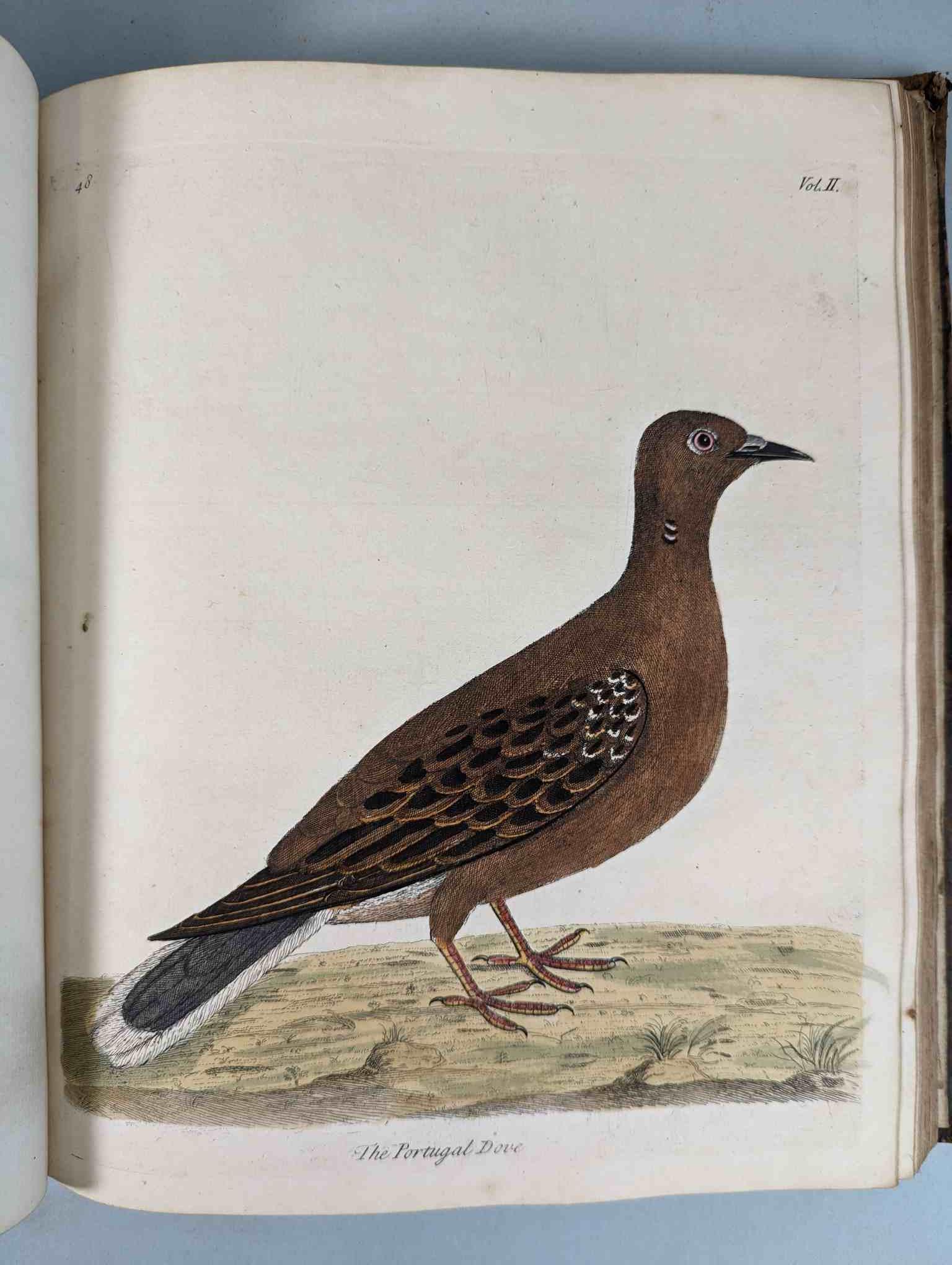 ALBIN, Eleazar. A Natural History of Birds, to which are added, Notes and Observations by W. - Image 152 of 208