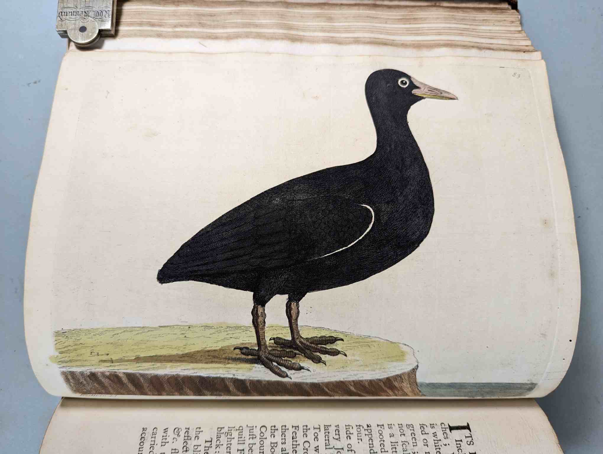 ALBIN, Eleazar. A Natural History of Birds, to which are added, Notes and Observations by W. - Image 86 of 208