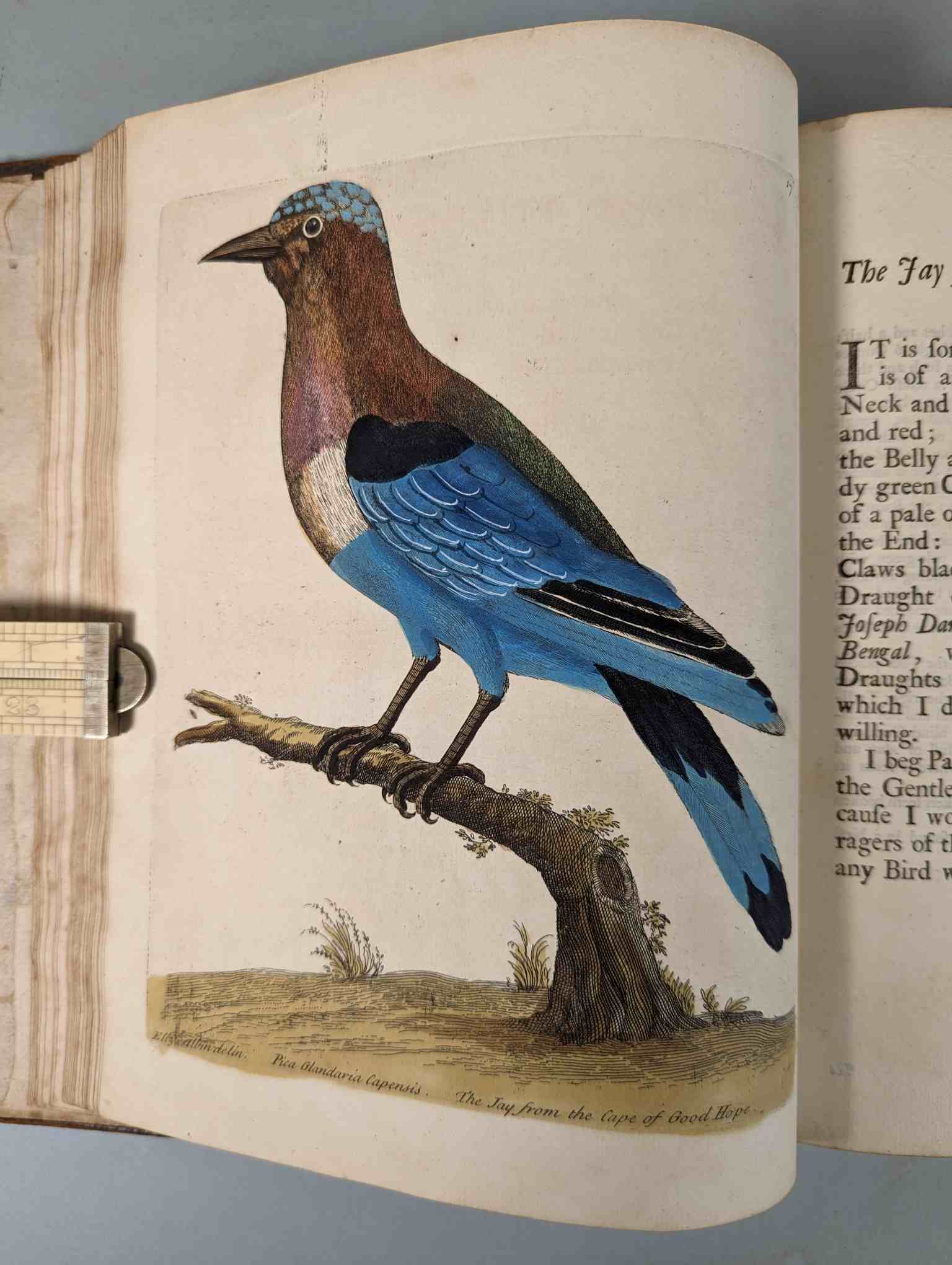 ALBIN, Eleazar. A Natural History of Birds, to which are added, Notes and Observations by W. - Image 20 of 208