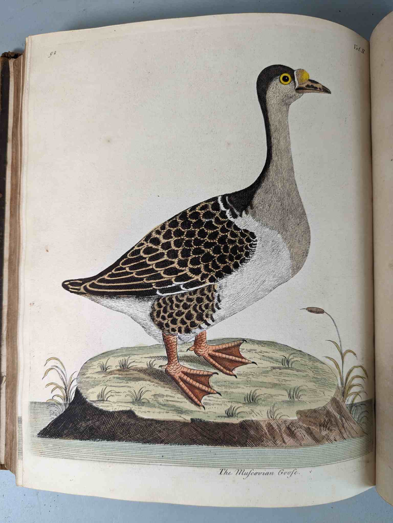 ALBIN, Eleazar. A Natural History of Birds, to which are added, Notes and Observations by W. - Image 196 of 208