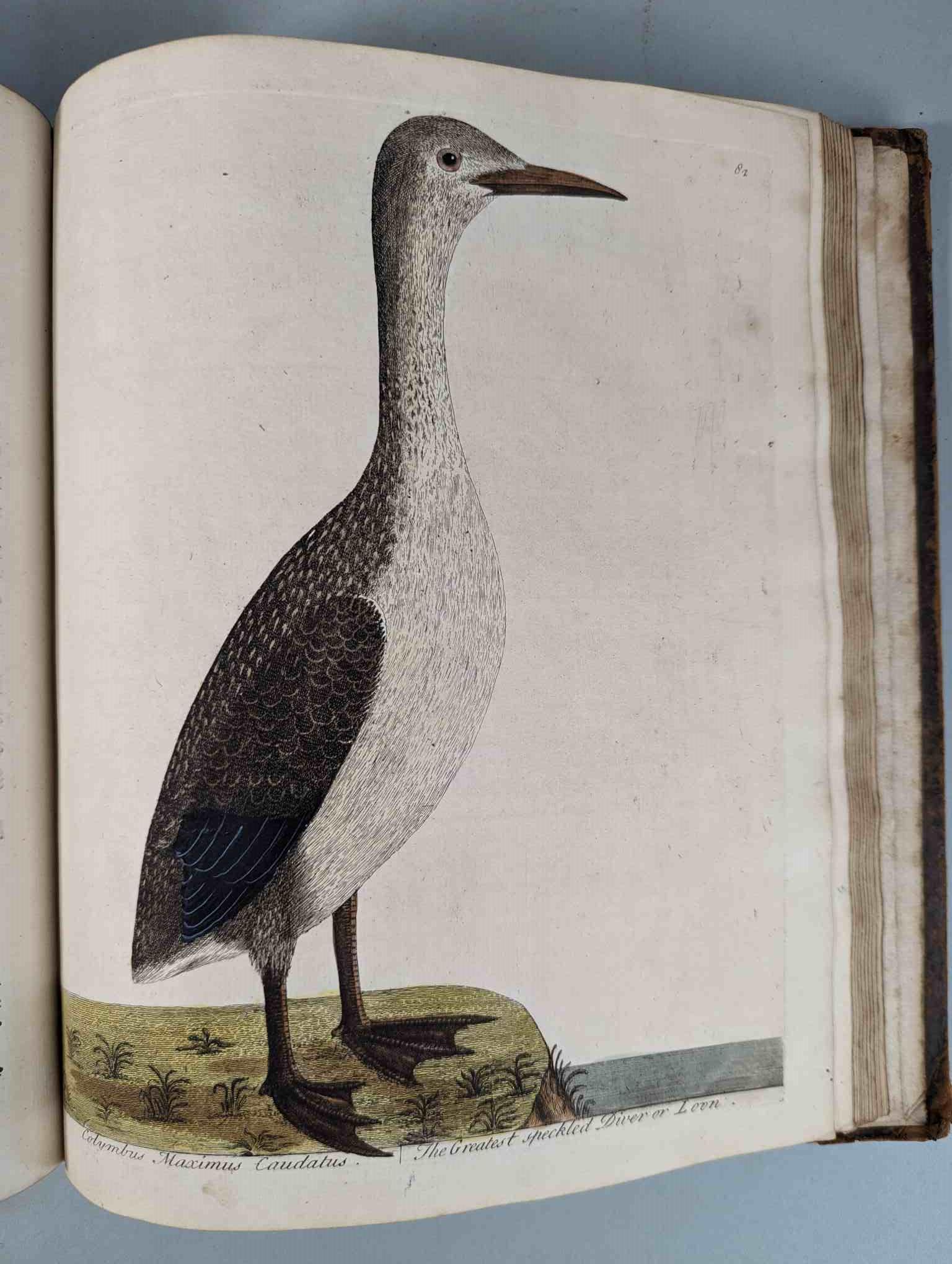 ALBIN, Eleazar. A Natural History of Birds, to which are added, Notes and Observations by W. - Image 85 of 208