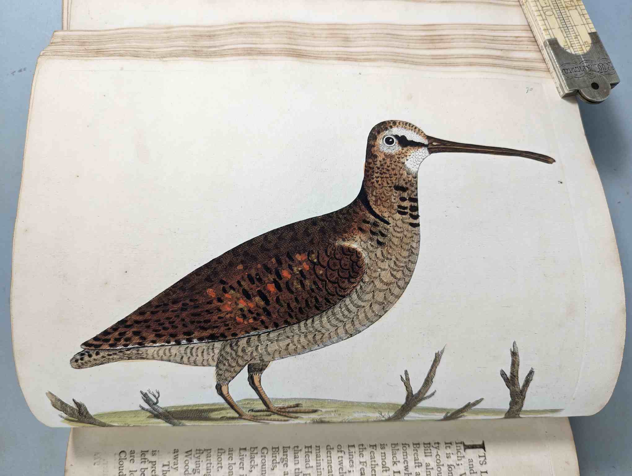 ALBIN, Eleazar. A Natural History of Birds, to which are added, Notes and Observations by W. - Image 73 of 208