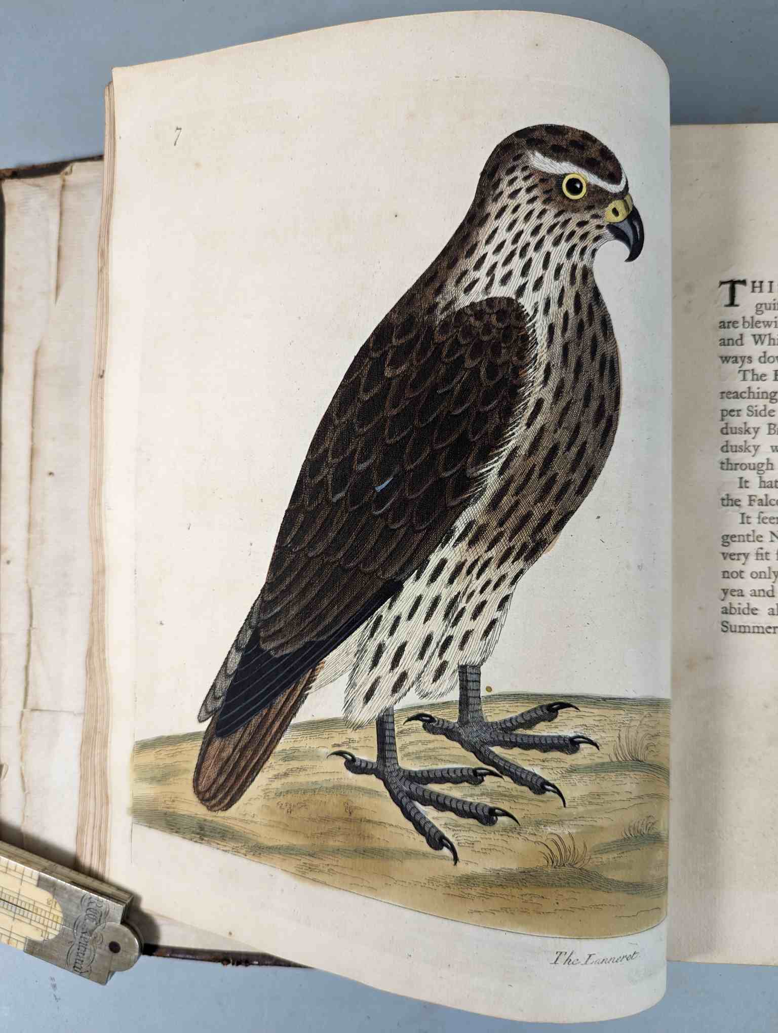 ALBIN, Eleazar. A Natural History of Birds, to which are added, Notes and Observations by W. - Image 111 of 208