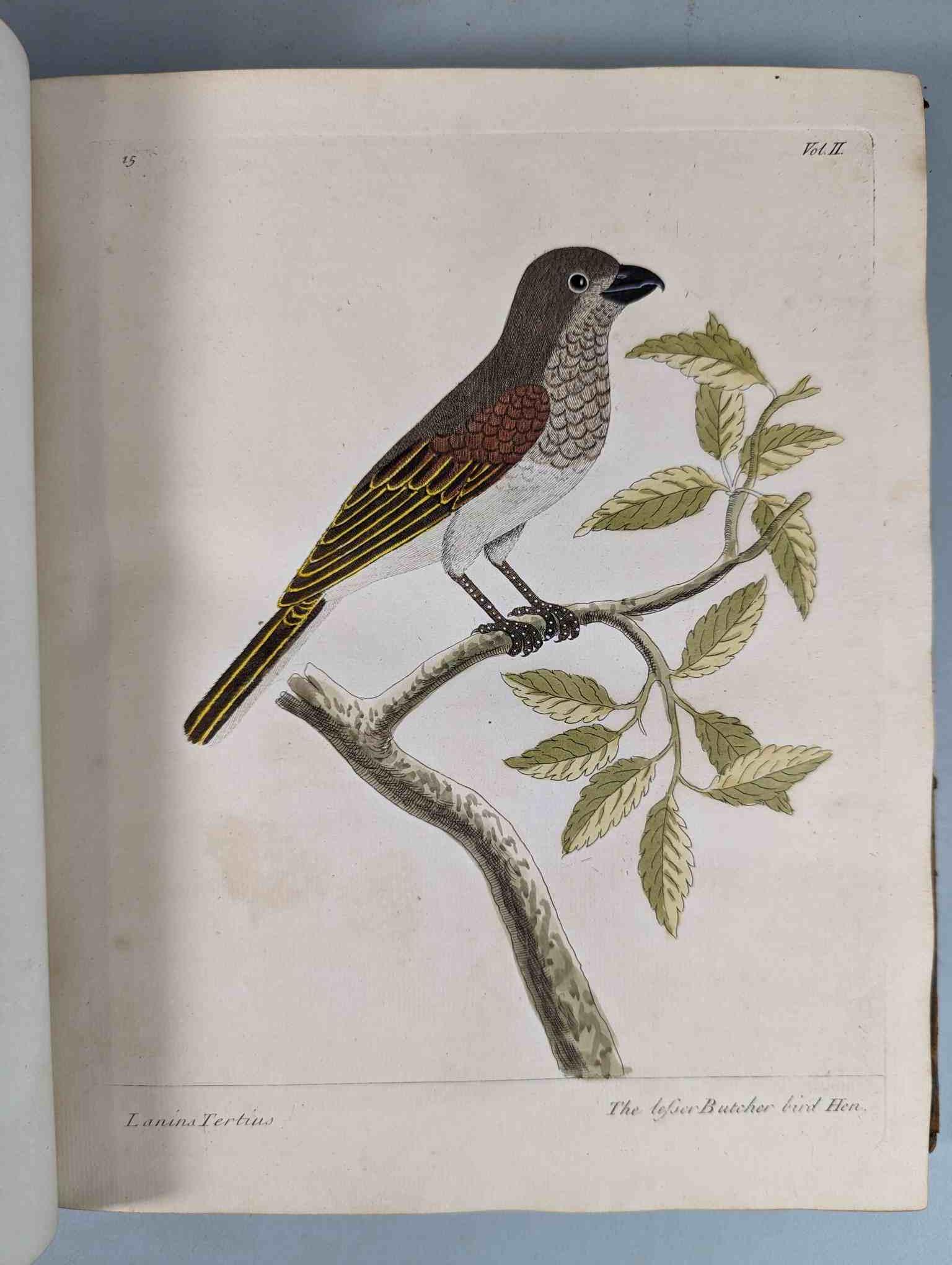 ALBIN, Eleazar. A Natural History of Birds, to which are added, Notes and Observations by W. - Image 119 of 208