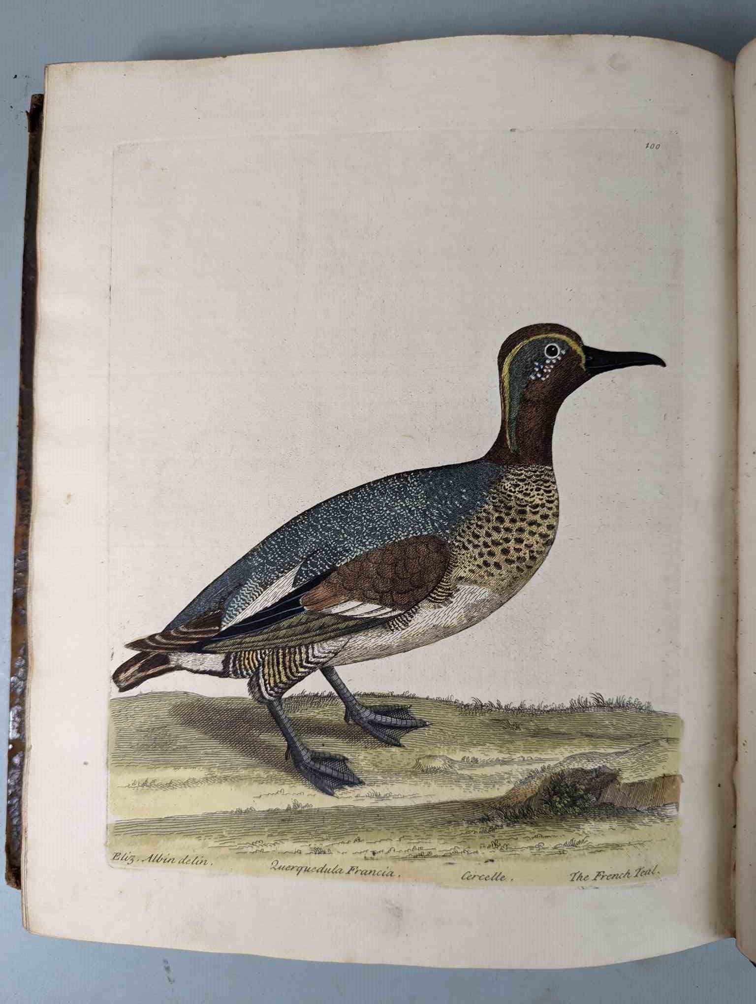 ALBIN, Eleazar. A Natural History of Birds, to which are added, Notes and Observations by W. - Image 103 of 208