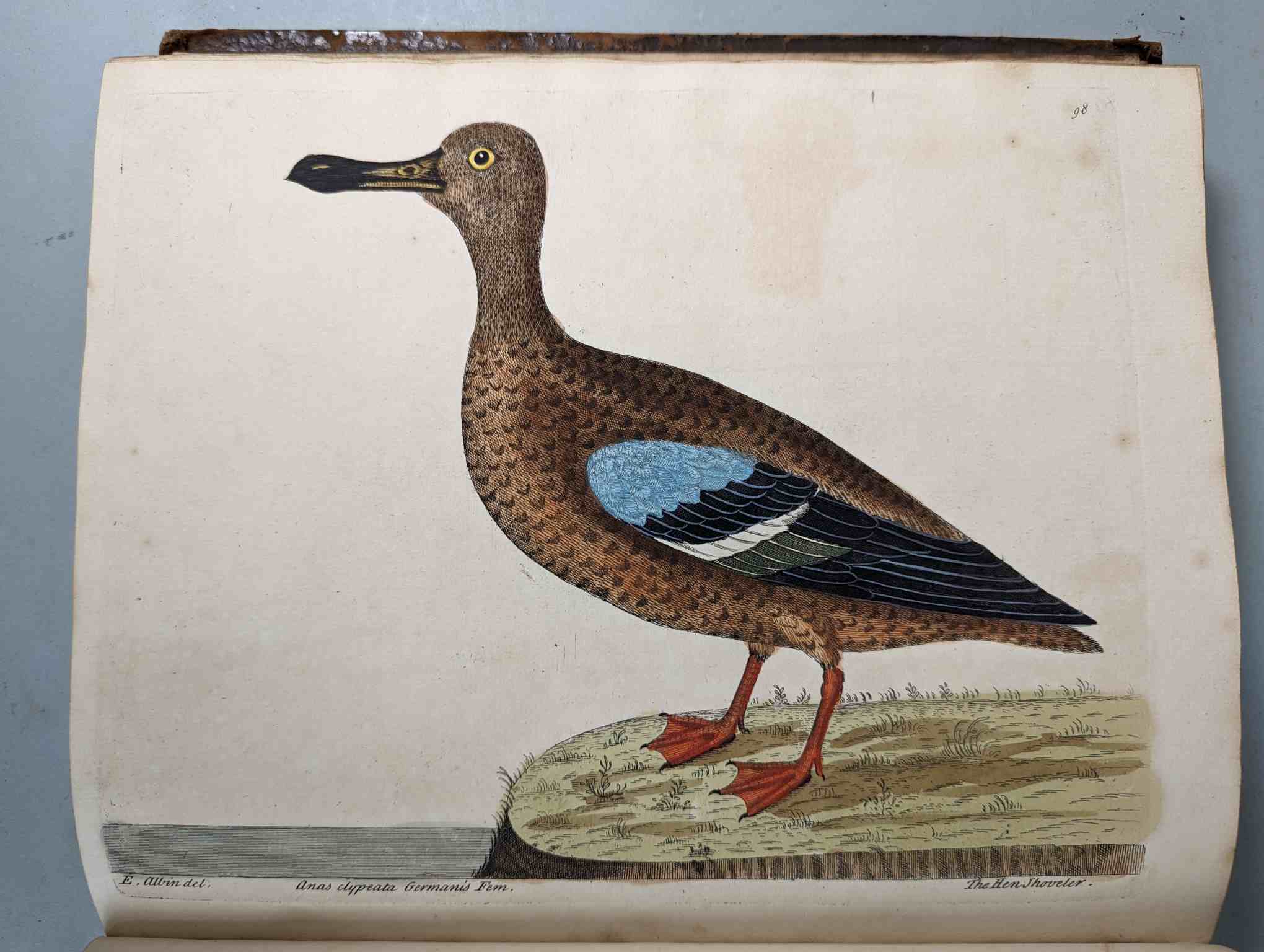 ALBIN, Eleazar. A Natural History of Birds, to which are added, Notes and Observations by W. - Image 100 of 208