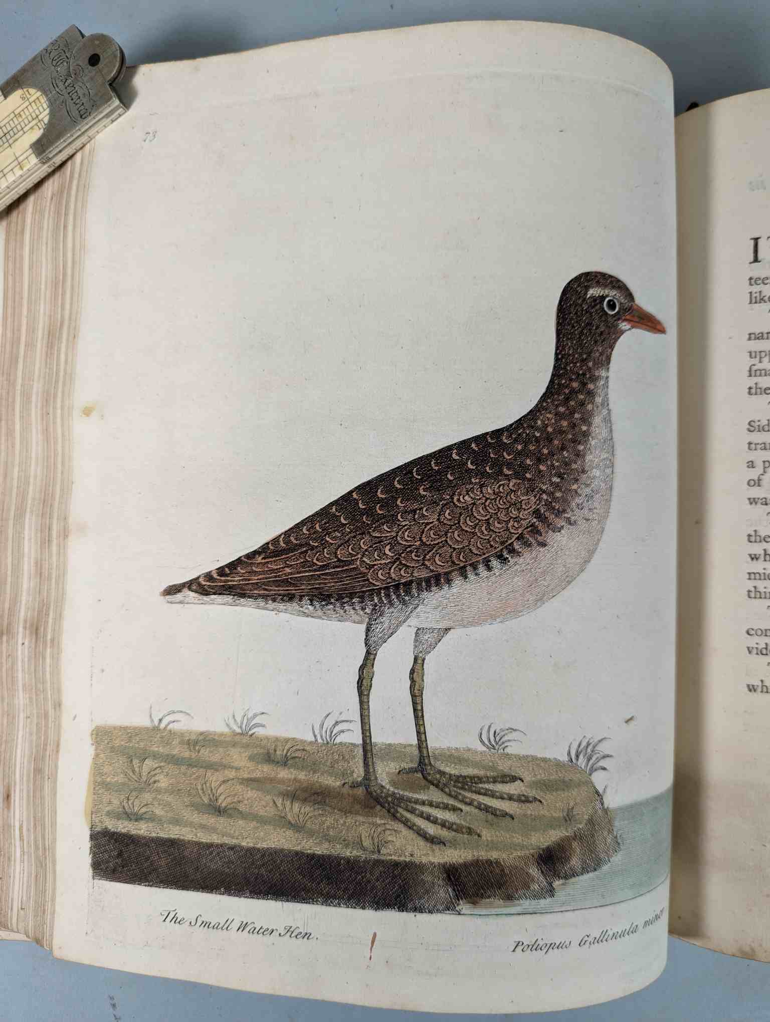 ALBIN, Eleazar. A Natural History of Birds, to which are added, Notes and Observations by W. - Image 177 of 208
