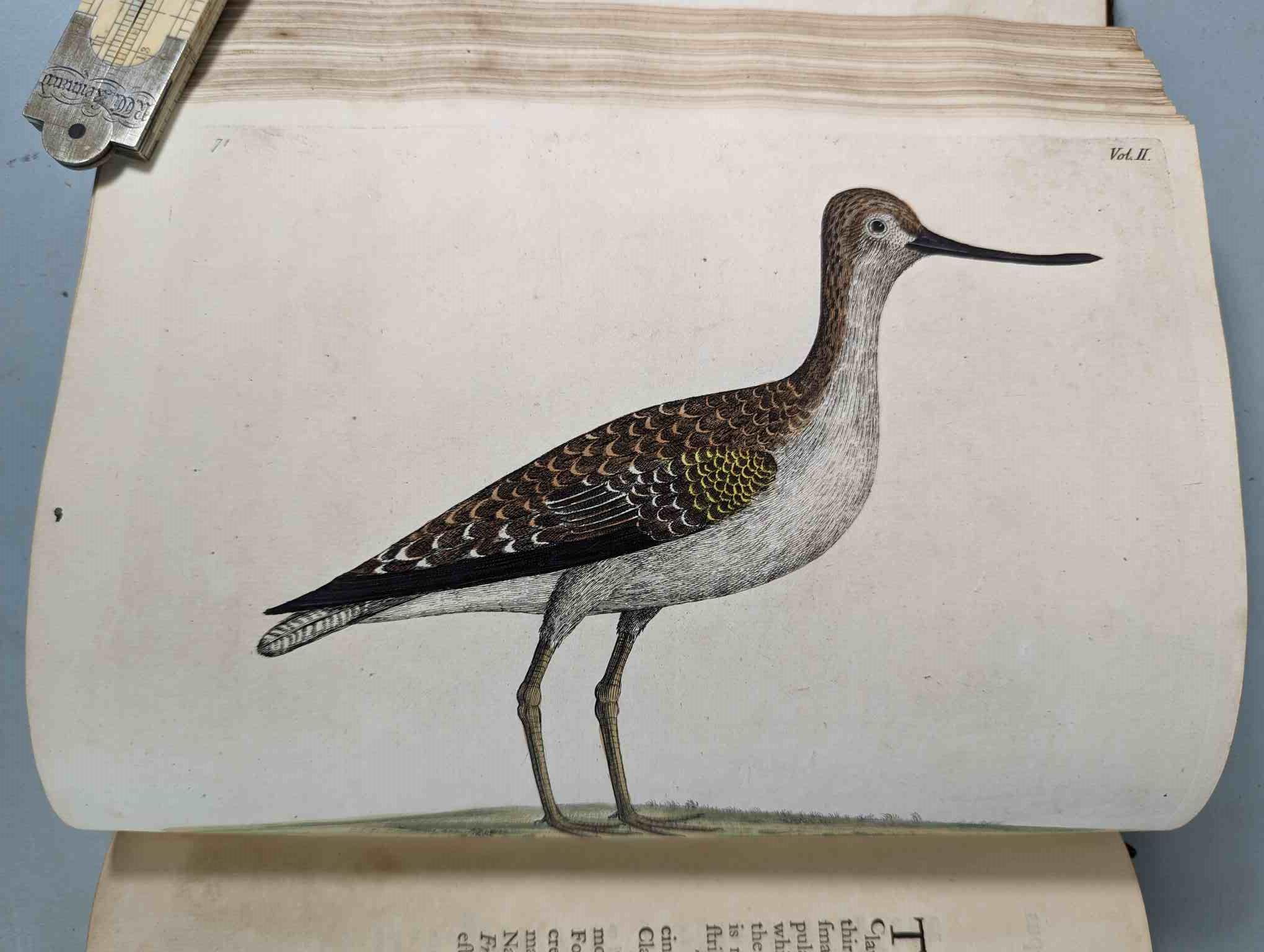 ALBIN, Eleazar. A Natural History of Birds, to which are added, Notes and Observations by W. - Image 175 of 208