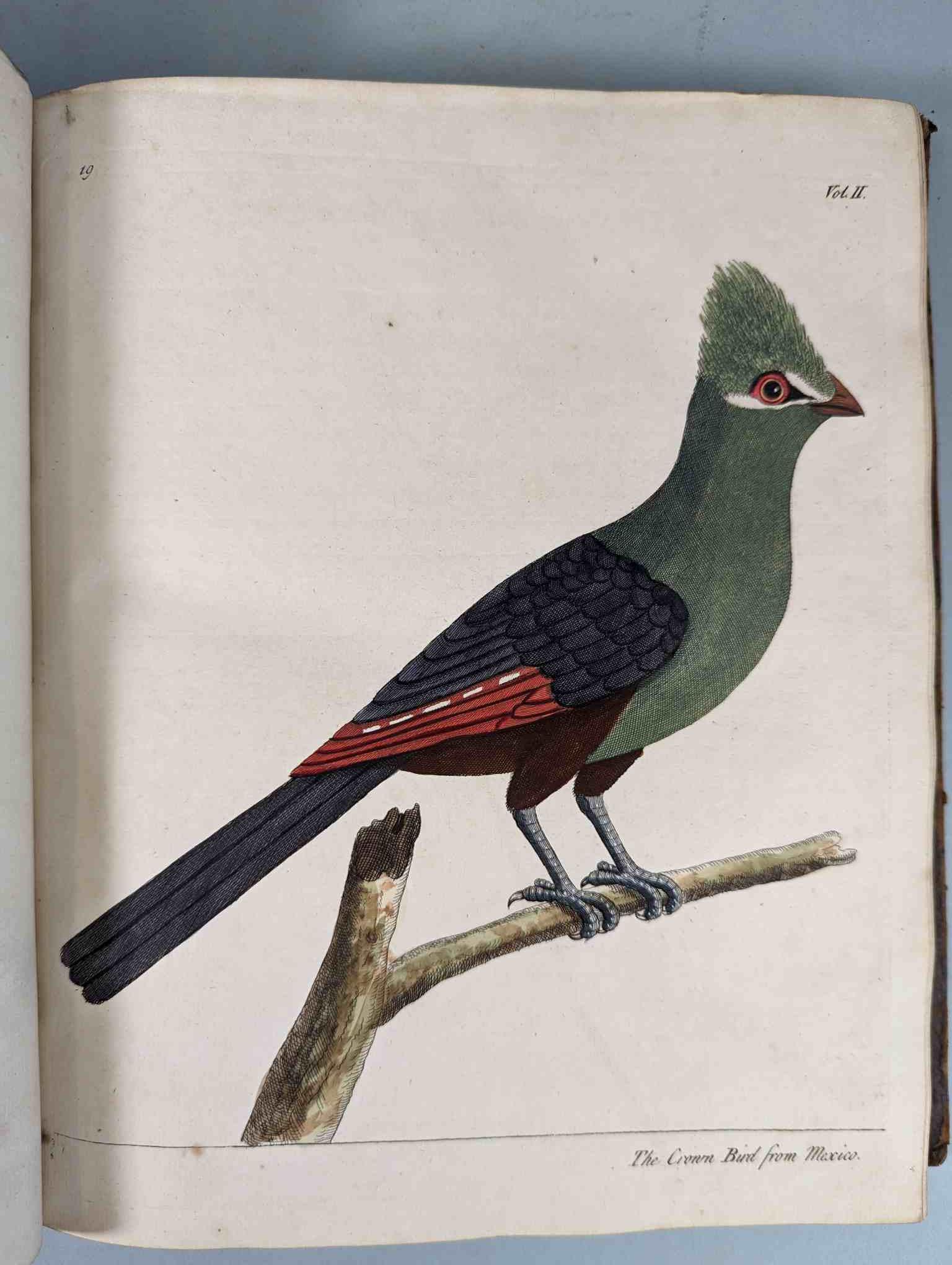 ALBIN, Eleazar. A Natural History of Birds, to which are added, Notes and Observations by W. - Image 123 of 208