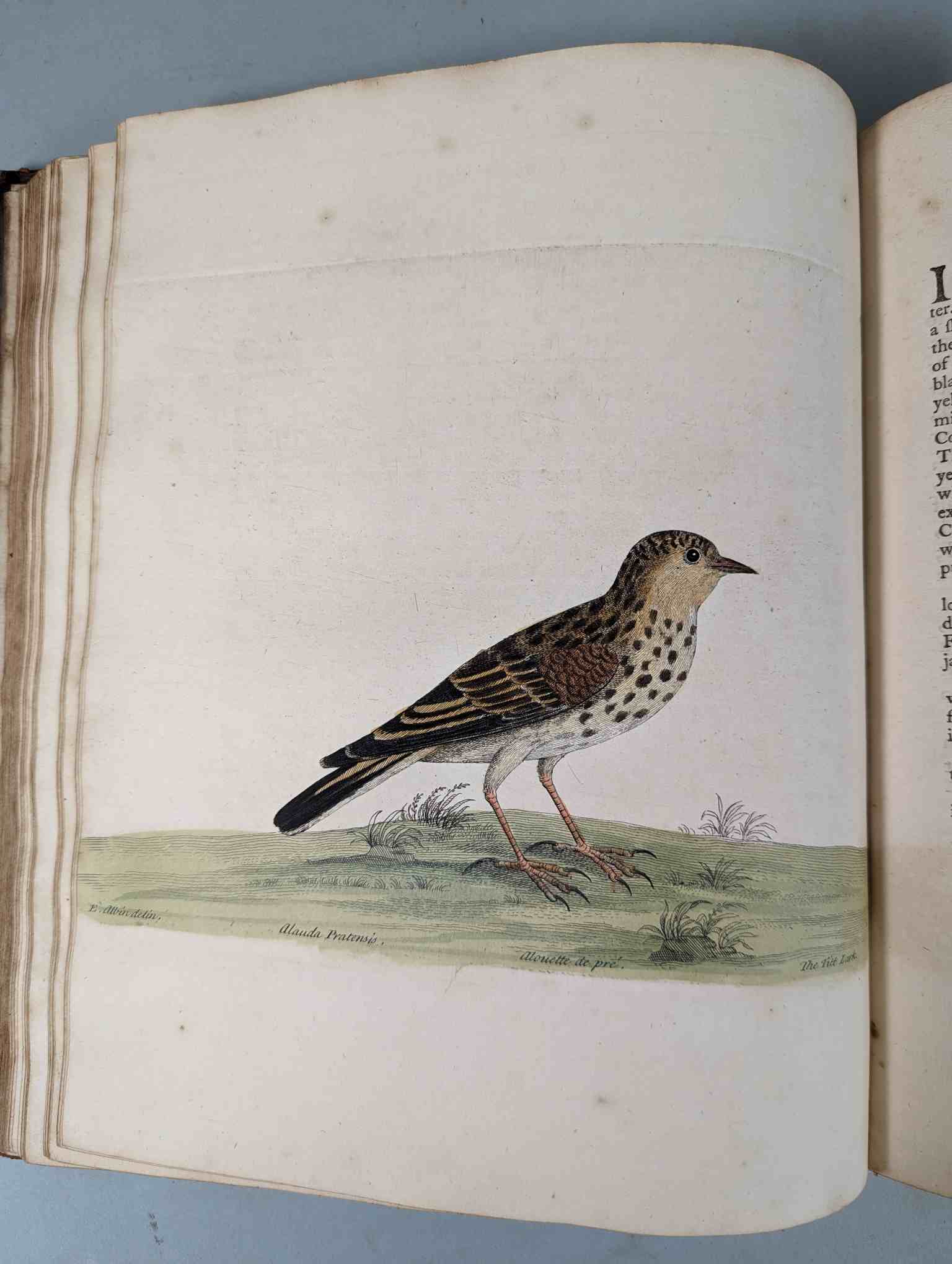 ALBIN, Eleazar. A Natural History of Birds, to which are added, Notes and Observations by W. - Image 46 of 208