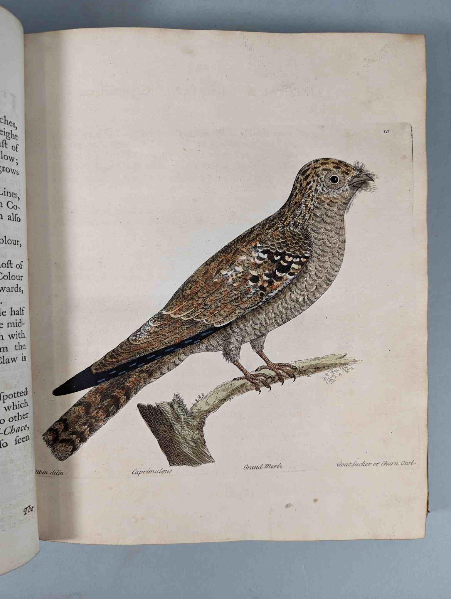 ALBIN, Eleazar. A Natural History of Birds, to which are added, Notes and Observations by W. - Image 13 of 208