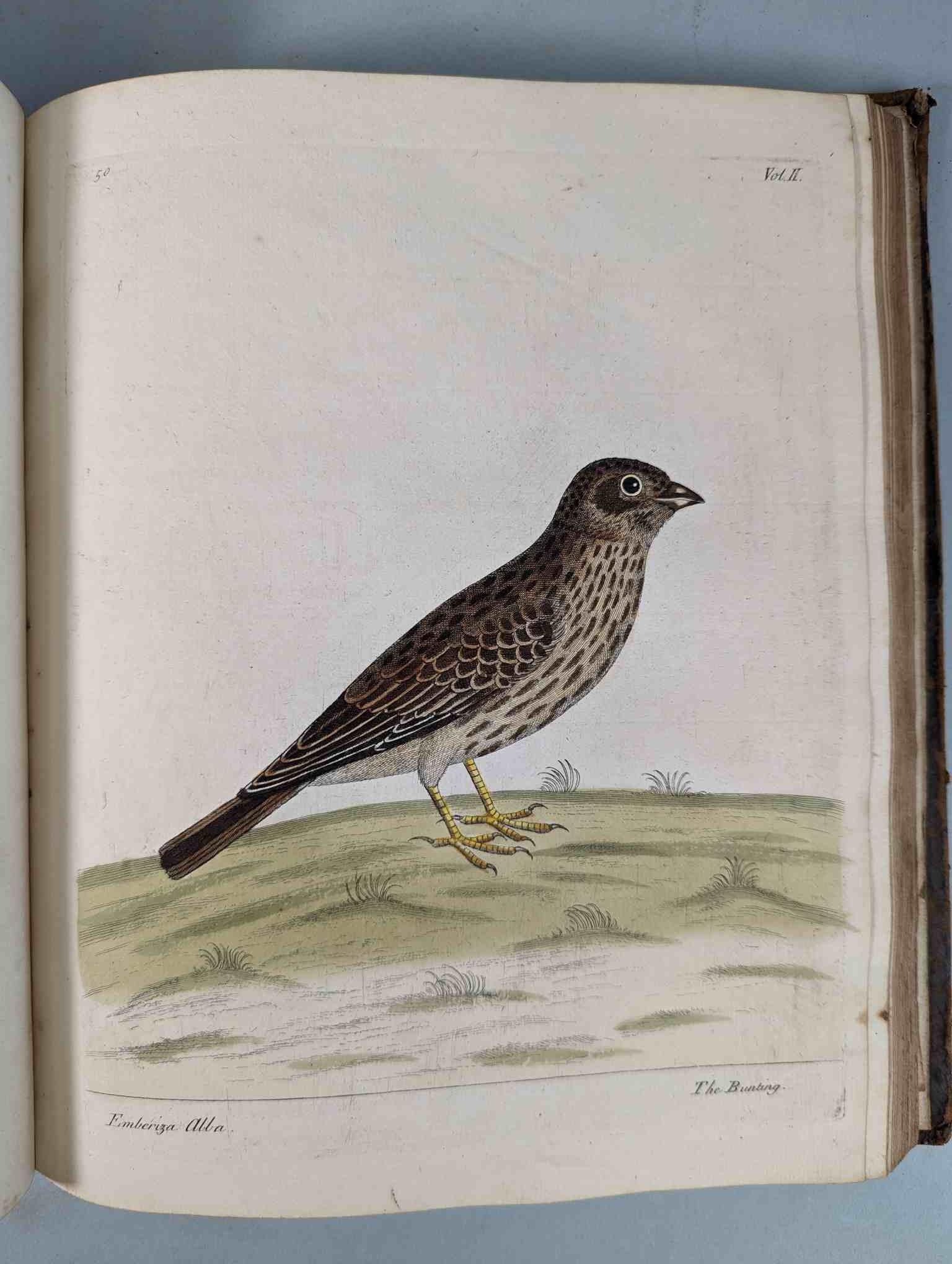 ALBIN, Eleazar. A Natural History of Birds, to which are added, Notes and Observations by W. - Image 154 of 208
