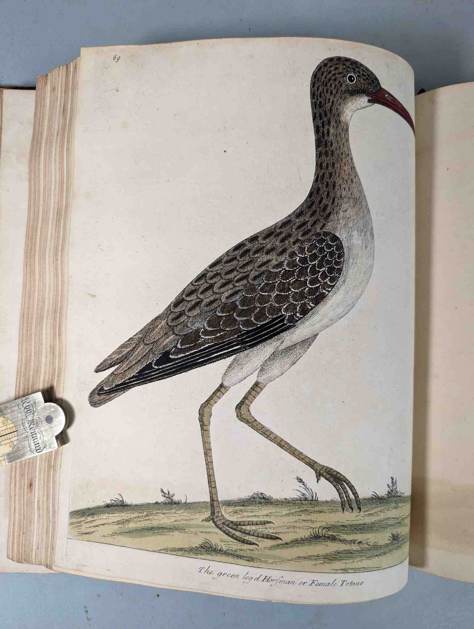 ALBIN, Eleazar. A Natural History of Birds, to which are added, Notes and Observations by W. - Image 172 of 208