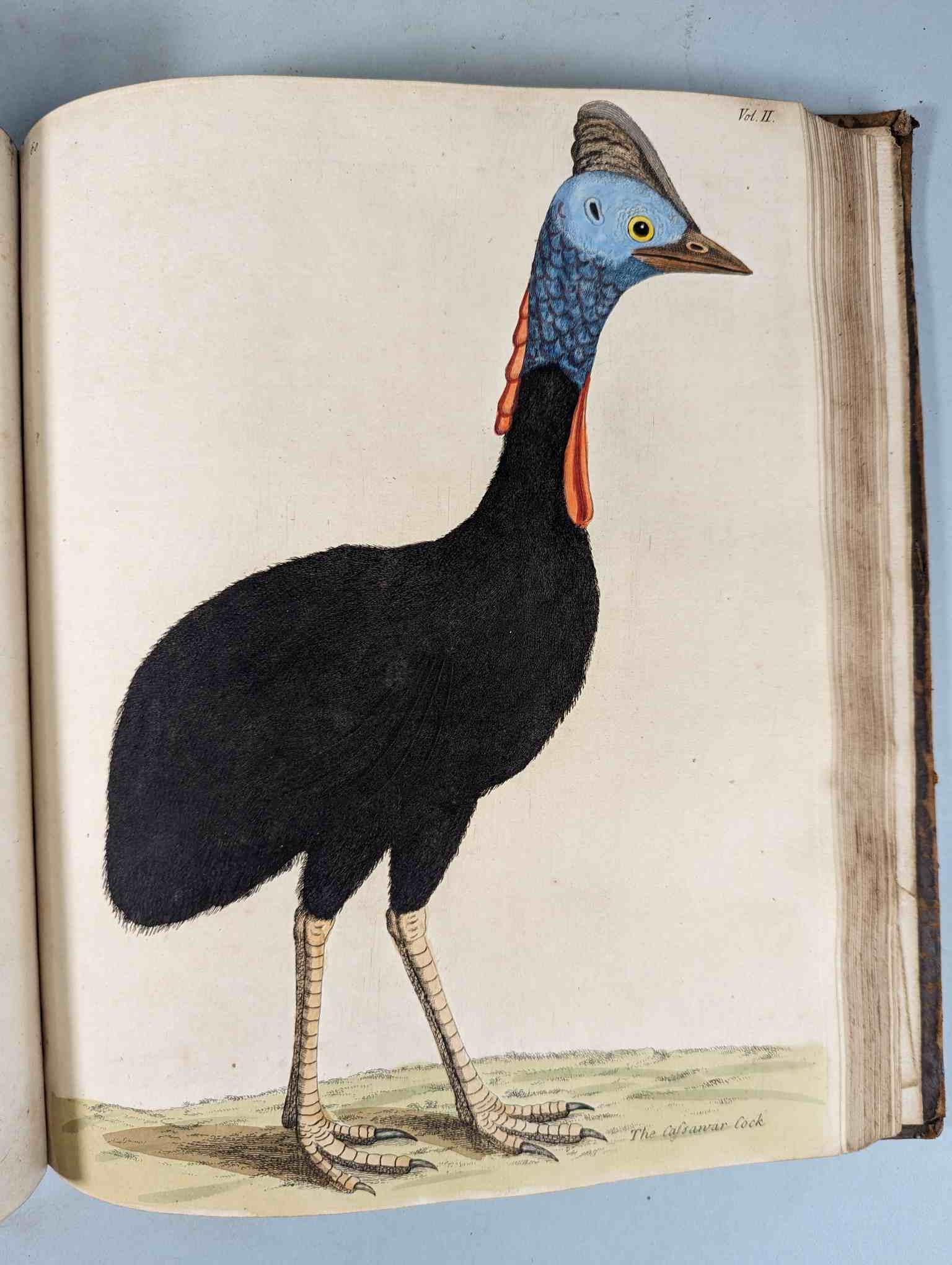 ALBIN, Eleazar. A Natural History of Birds, to which are added, Notes and Observations by W. - Image 164 of 208