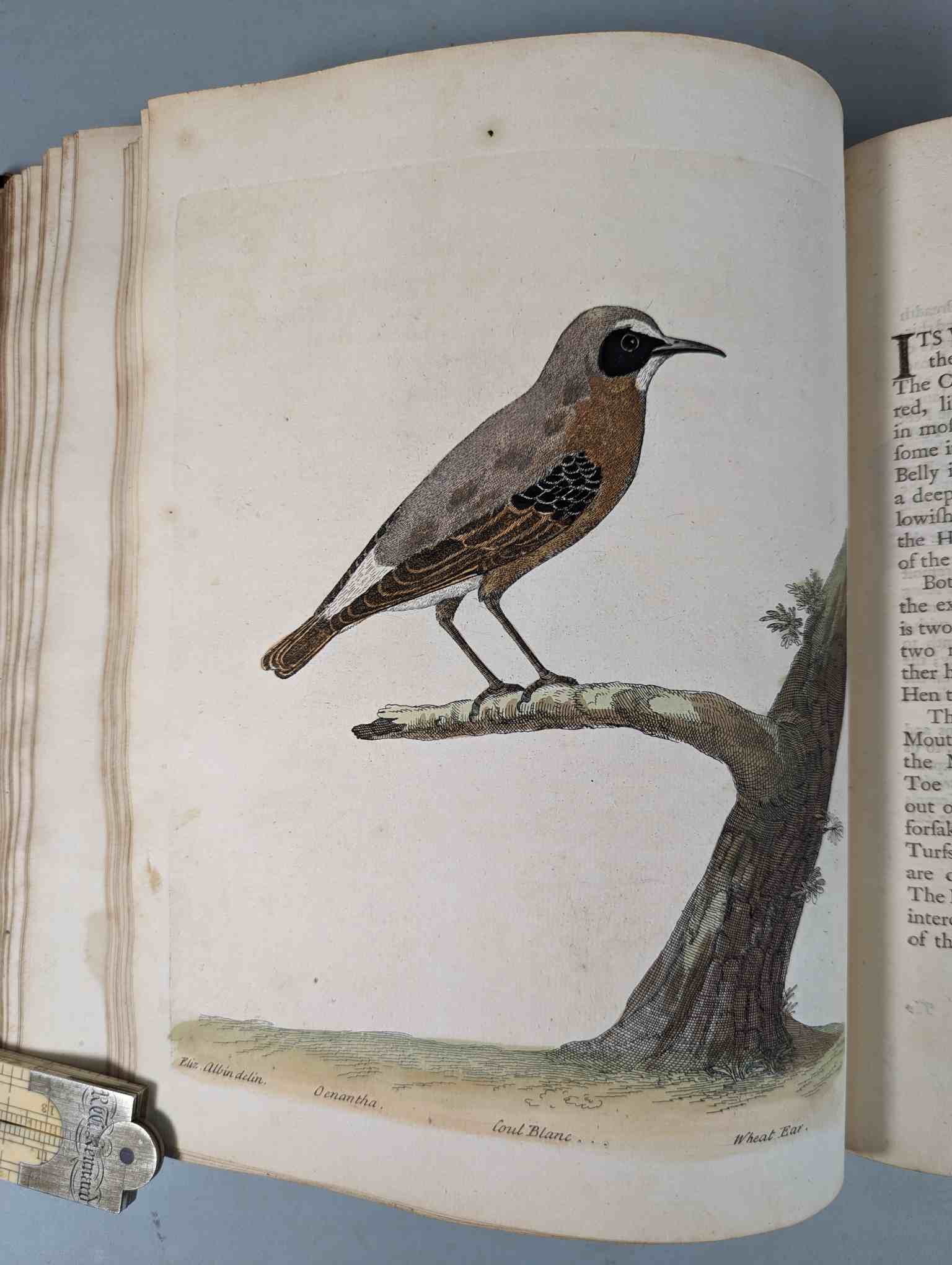 ALBIN, Eleazar. A Natural History of Birds, to which are added, Notes and Observations by W. - Image 58 of 208