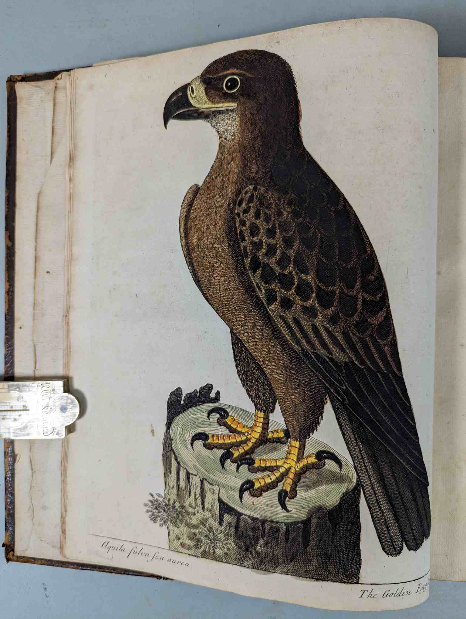 ALBIN, Eleazar. A Natural History of Birds, to which are added, Notes and Observations by W. - Image 105 of 208