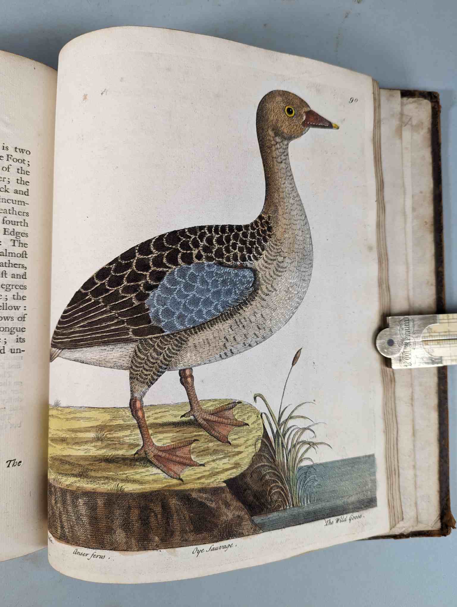 ALBIN, Eleazar. A Natural History of Birds, to which are added, Notes and Observations by W. - Image 93 of 208