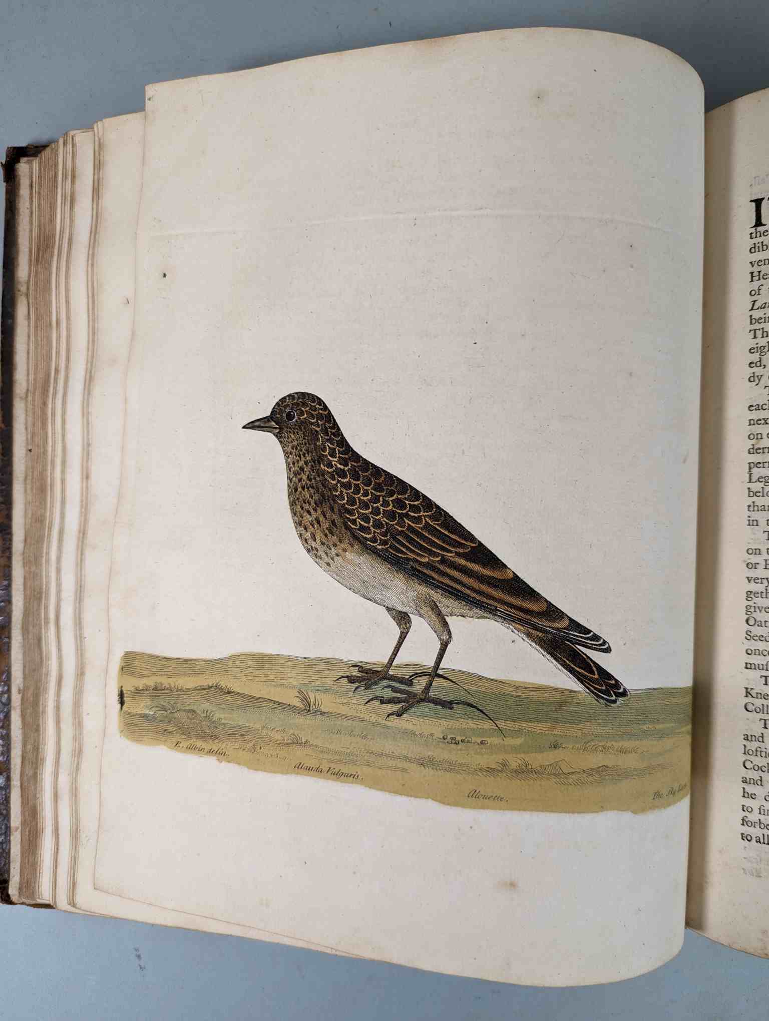 ALBIN, Eleazar. A Natural History of Birds, to which are added, Notes and Observations by W. - Image 44 of 208