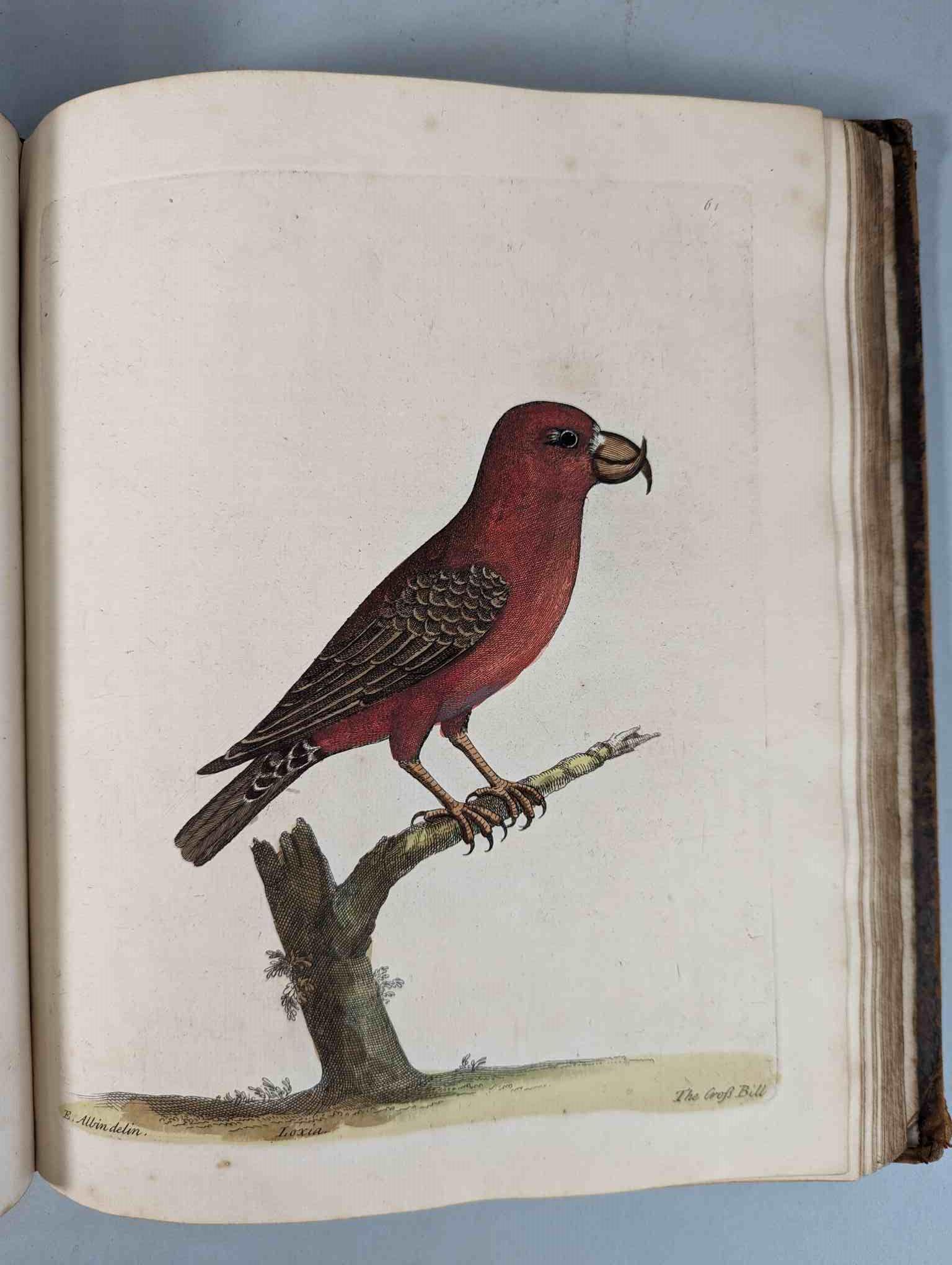 ALBIN, Eleazar. A Natural History of Birds, to which are added, Notes and Observations by W. - Image 64 of 208