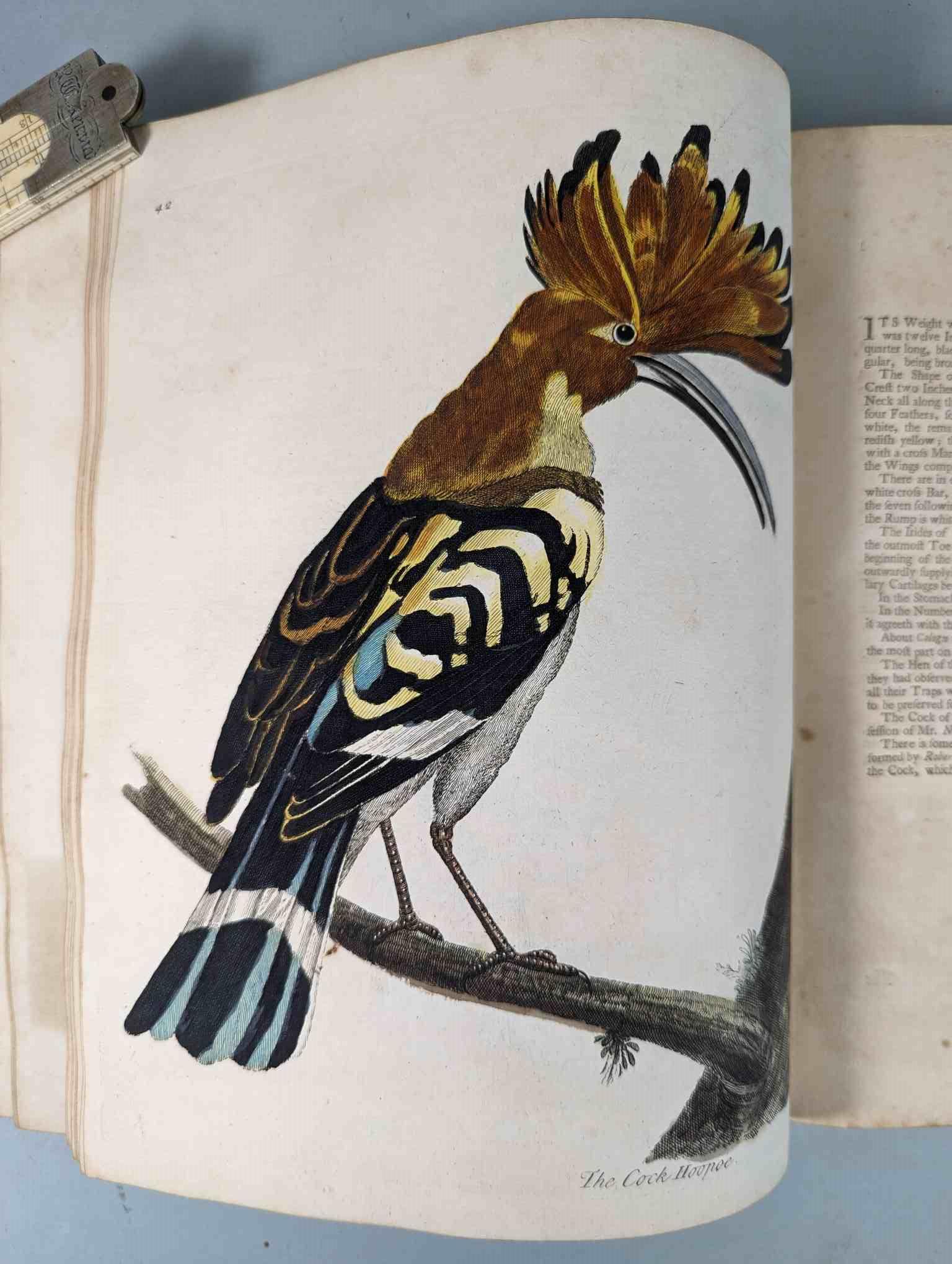 ALBIN, Eleazar. A Natural History of Birds, to which are added, Notes and Observations by W. - Image 147 of 208