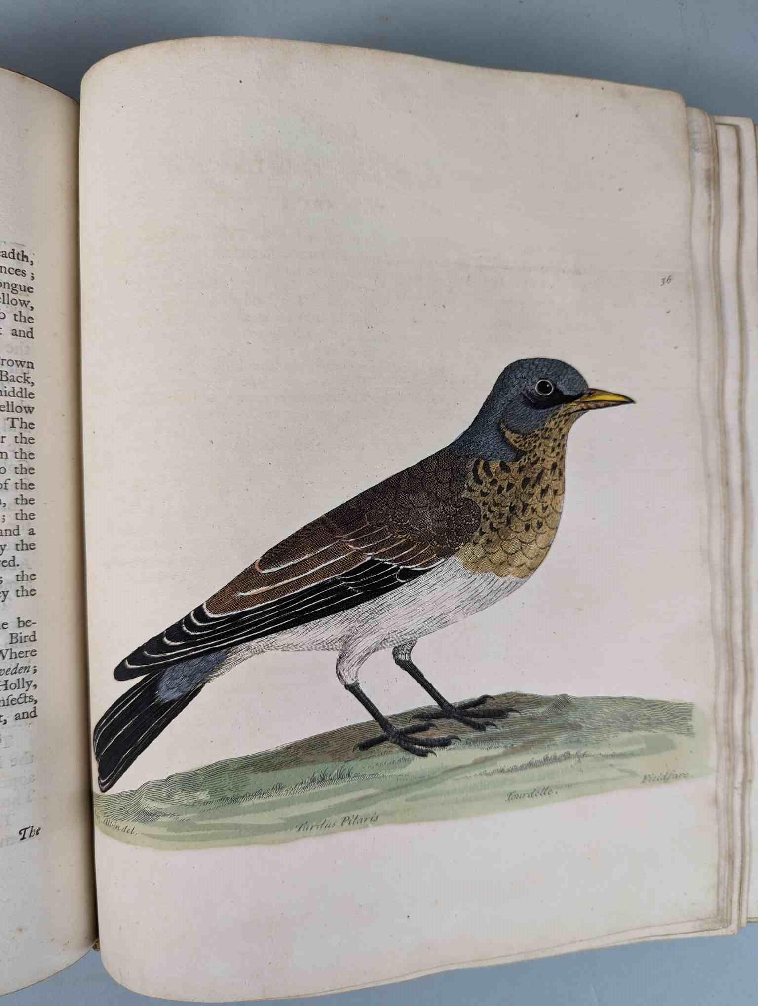 ALBIN, Eleazar. A Natural History of Birds, to which are added, Notes and Observations by W. - Image 39 of 208