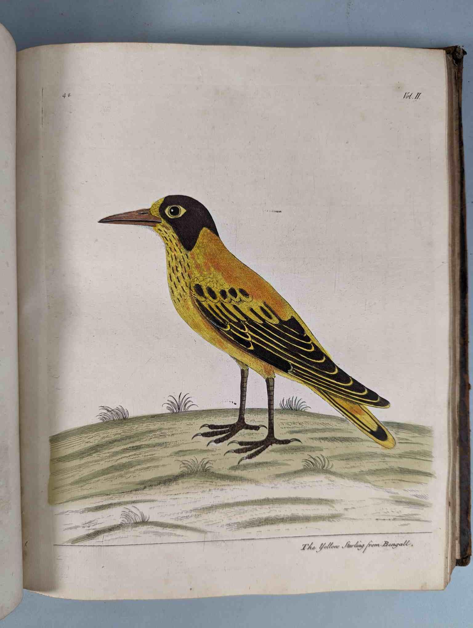 ALBIN, Eleazar. A Natural History of Birds, to which are added, Notes and Observations by W. - Image 145 of 208
