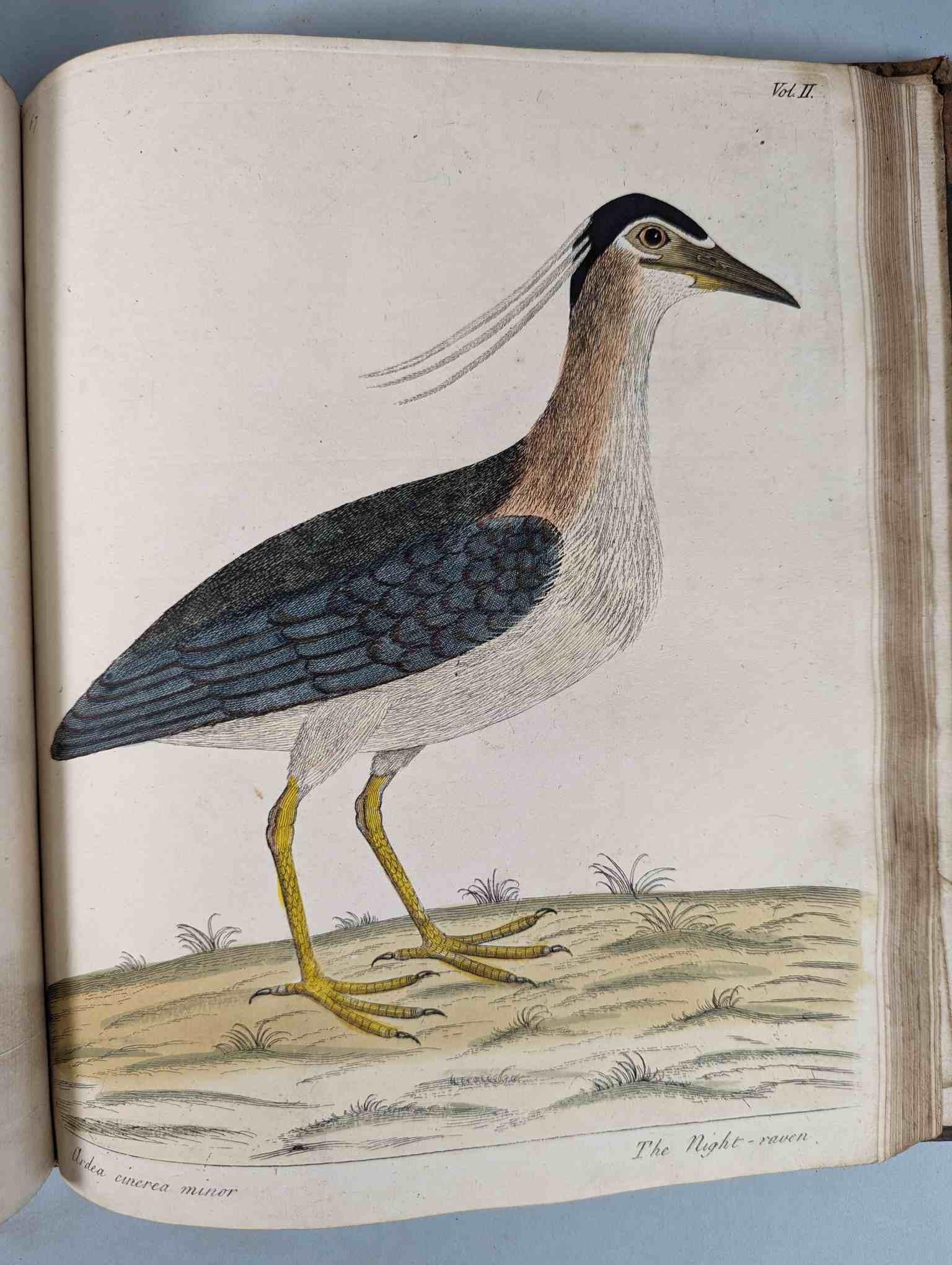 ALBIN, Eleazar. A Natural History of Birds, to which are added, Notes and Observations by W. - Image 171 of 208