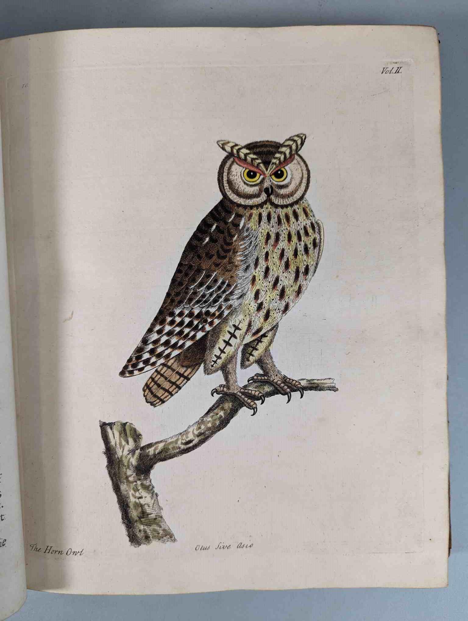 ALBIN, Eleazar. A Natural History of Birds, to which are added, Notes and Observations by W. - Image 114 of 208