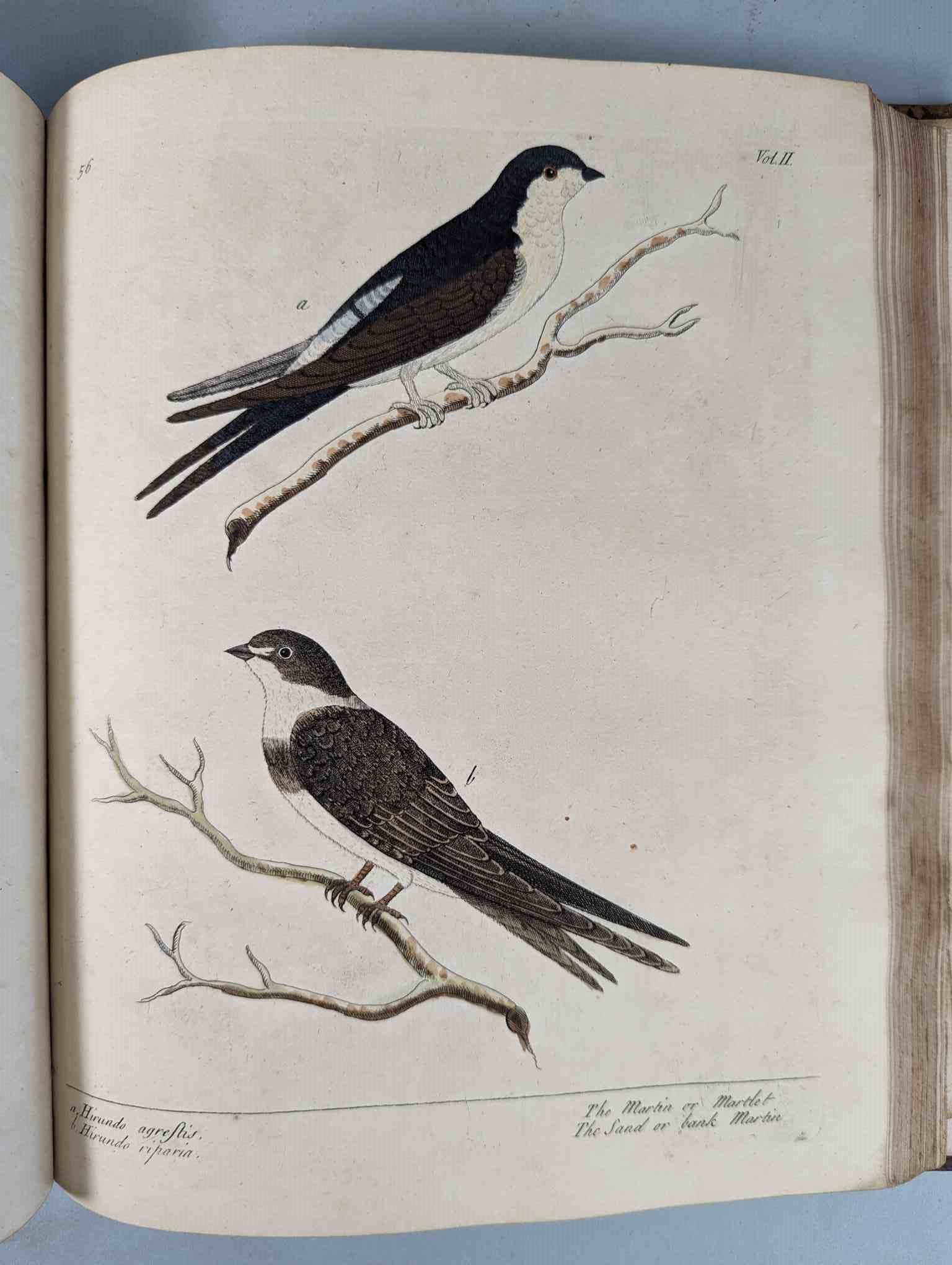ALBIN, Eleazar. A Natural History of Birds, to which are added, Notes and Observations by W. - Image 160 of 208