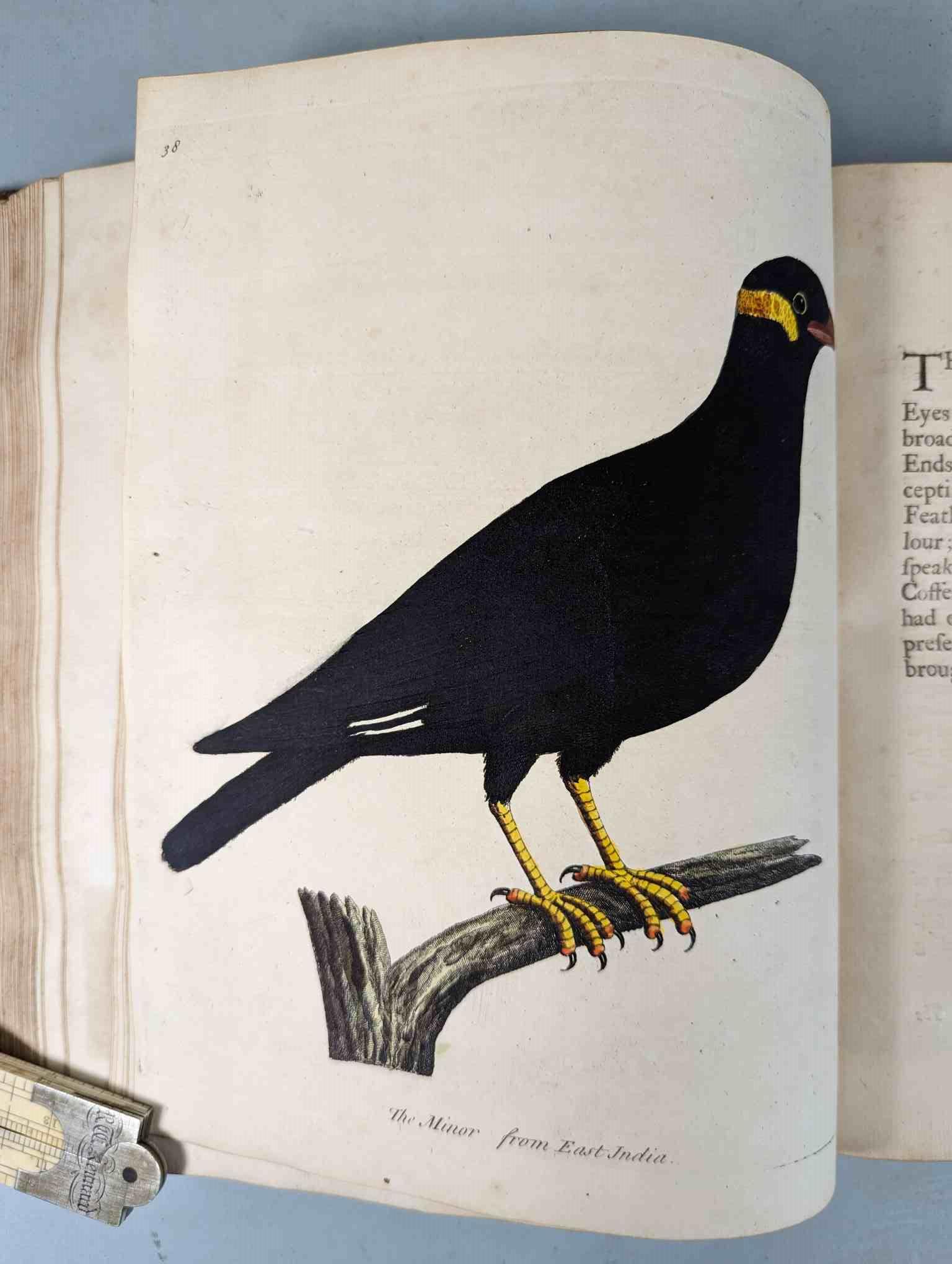 ALBIN, Eleazar. A Natural History of Birds, to which are added, Notes and Observations by W. - Image 142 of 208