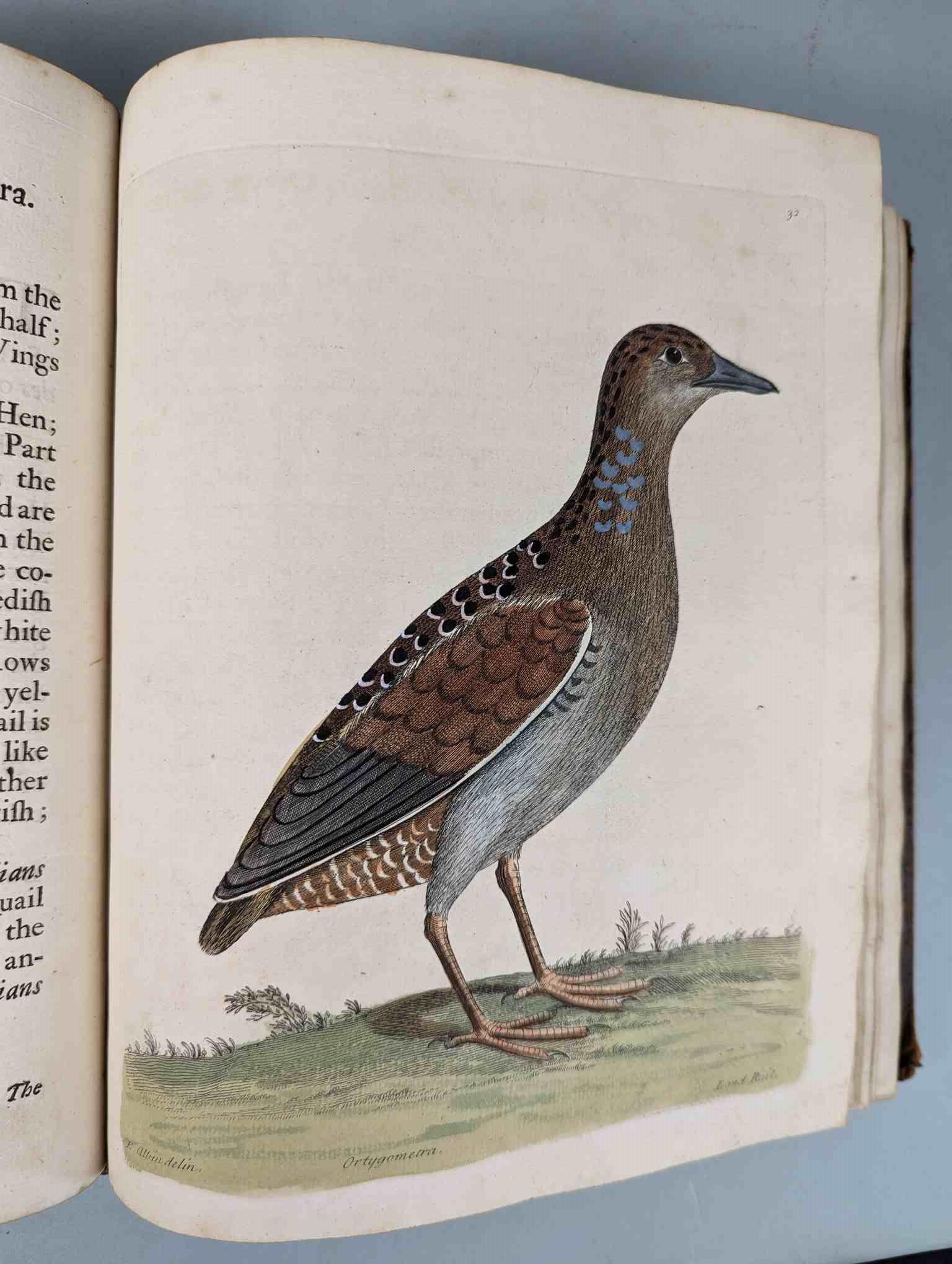 ALBIN, Eleazar. A Natural History of Birds, to which are added, Notes and Observations by W. - Image 35 of 208