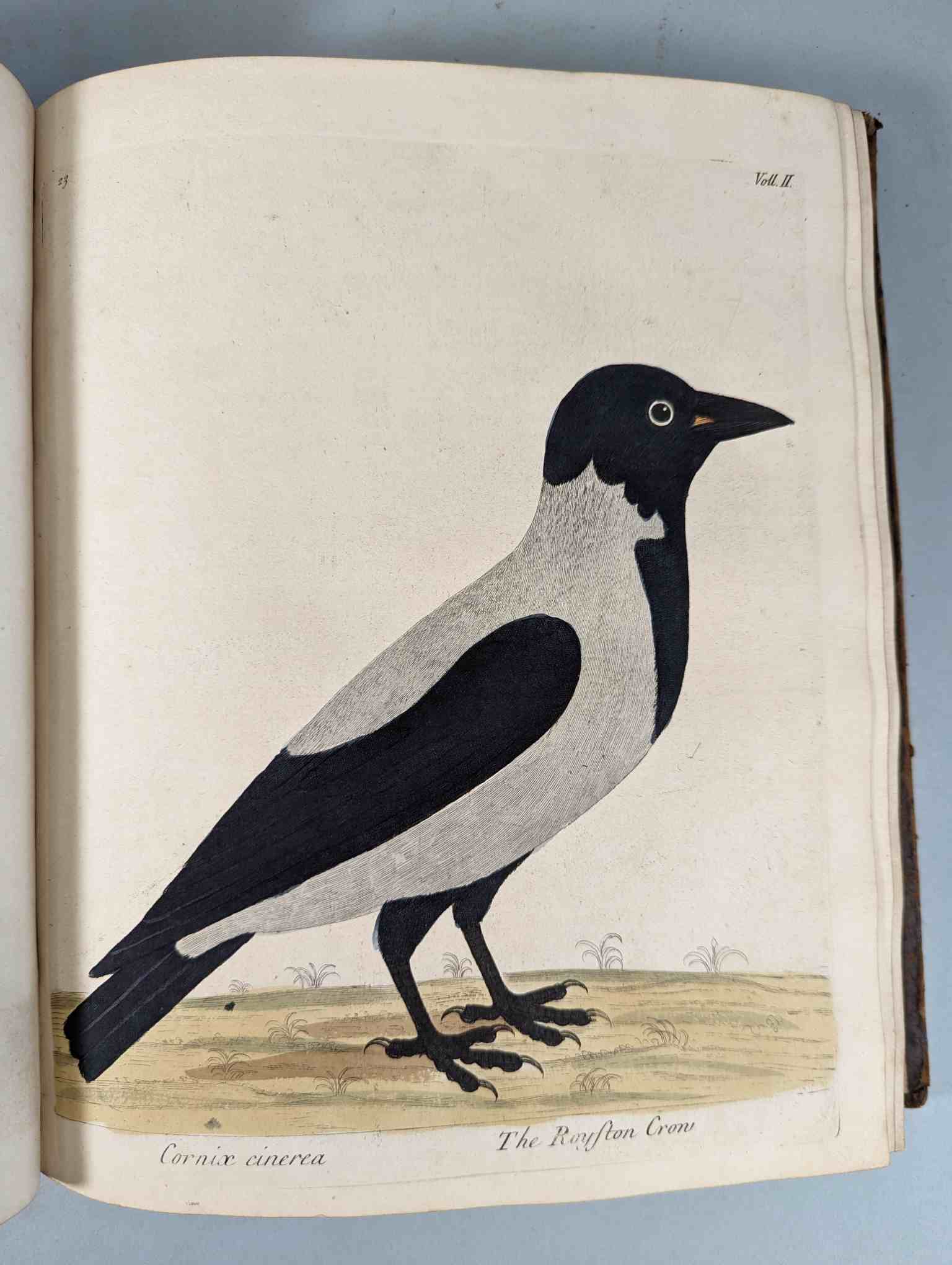 ALBIN, Eleazar. A Natural History of Birds, to which are added, Notes and Observations by W. - Image 127 of 208