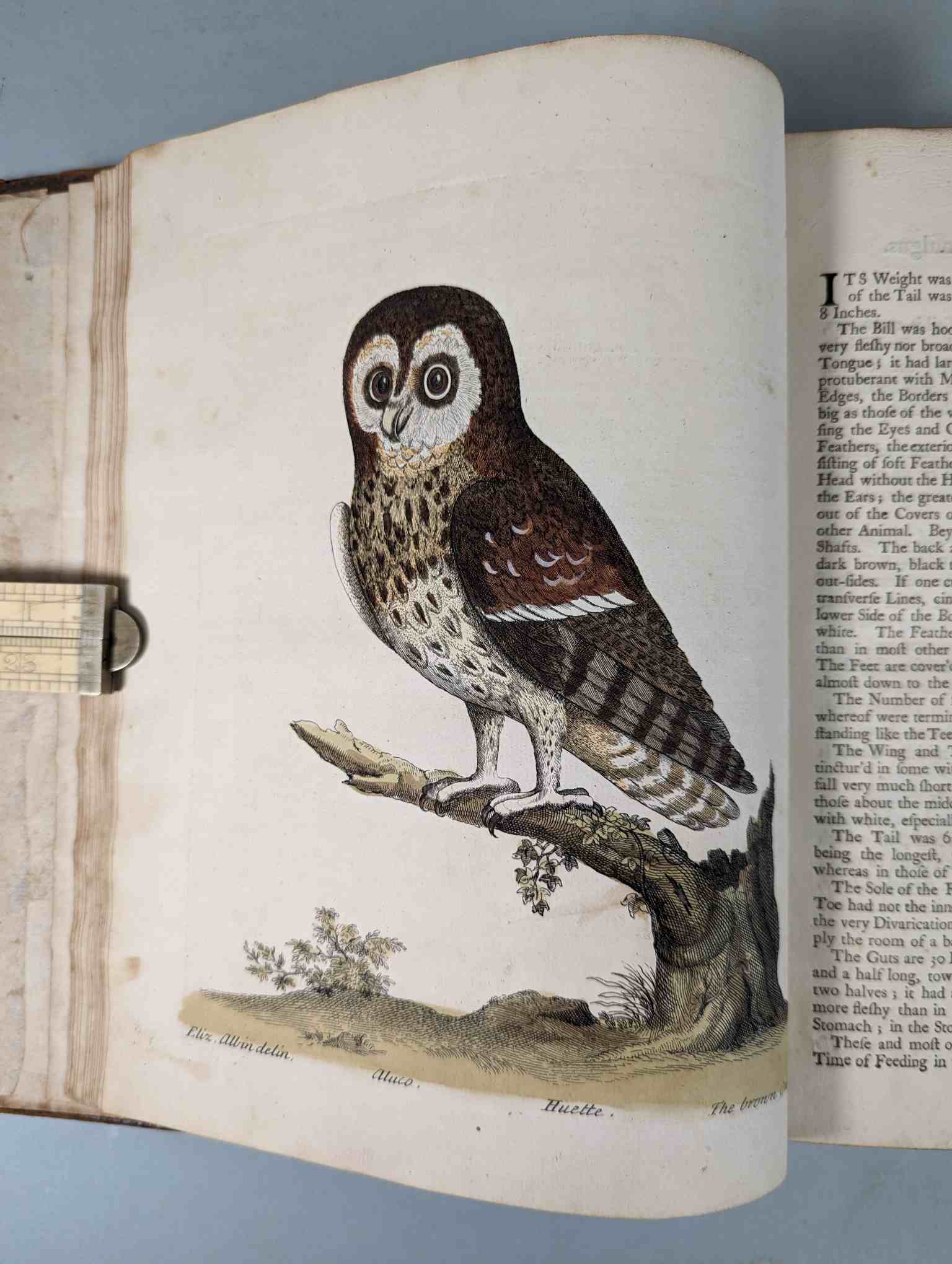 ALBIN, Eleazar. A Natural History of Birds, to which are added, Notes and Observations by W. - Image 12 of 208
