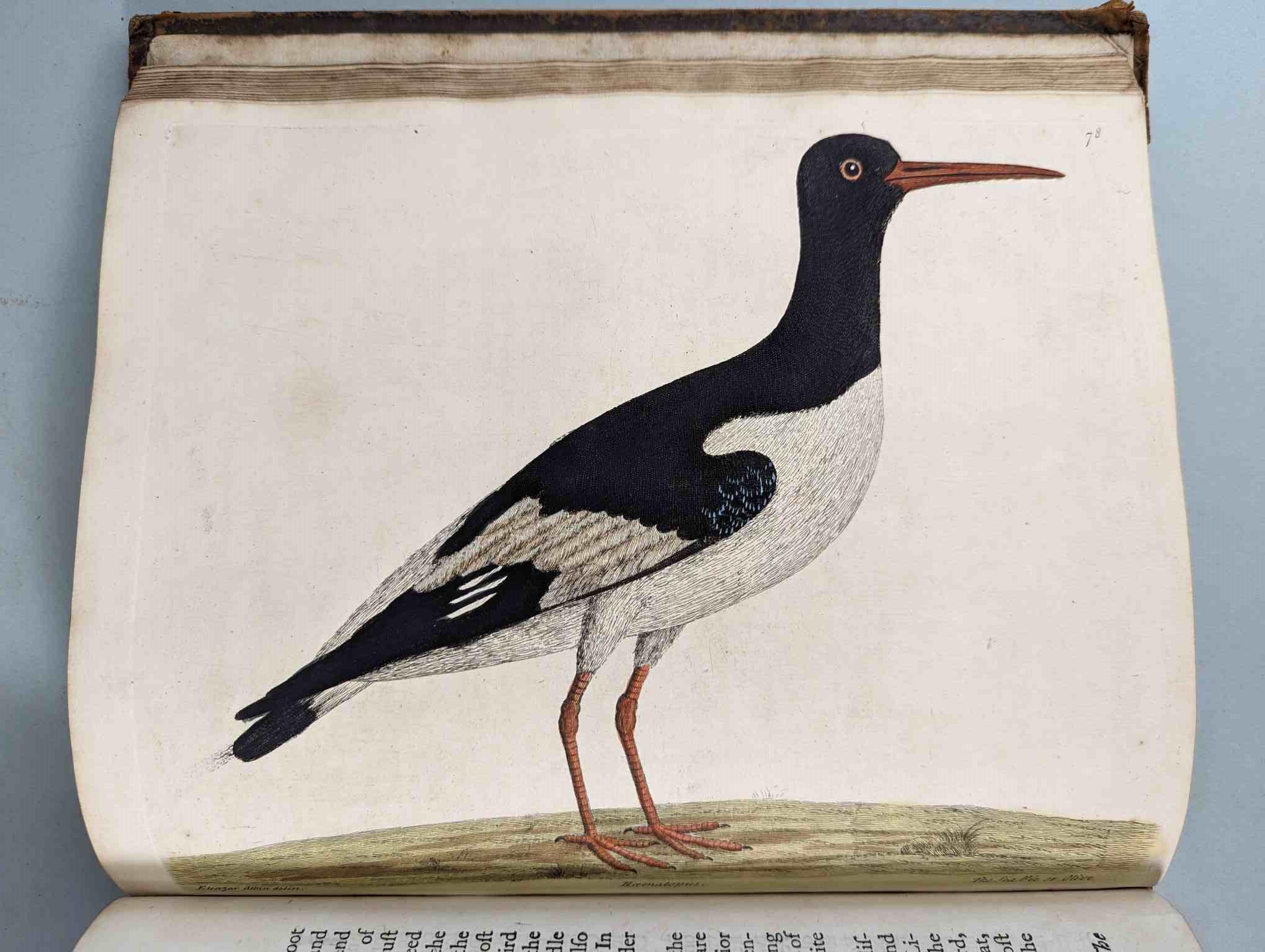 ALBIN, Eleazar. A Natural History of Birds, to which are added, Notes and Observations by W. - Image 81 of 208