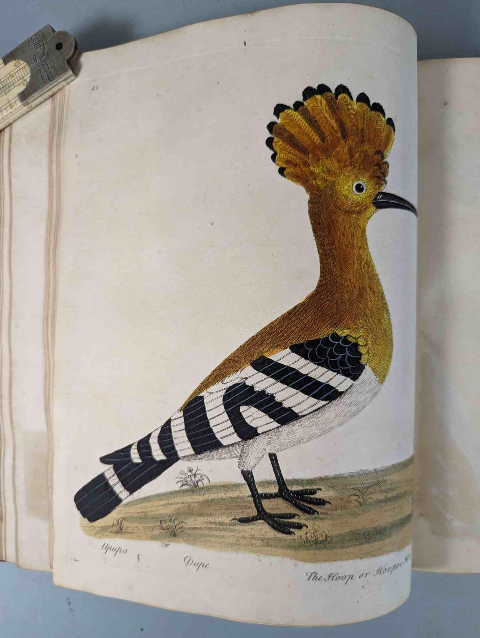 ALBIN, Eleazar. A Natural History of Birds, to which are added, Notes and Observations by W. - Image 146 of 208