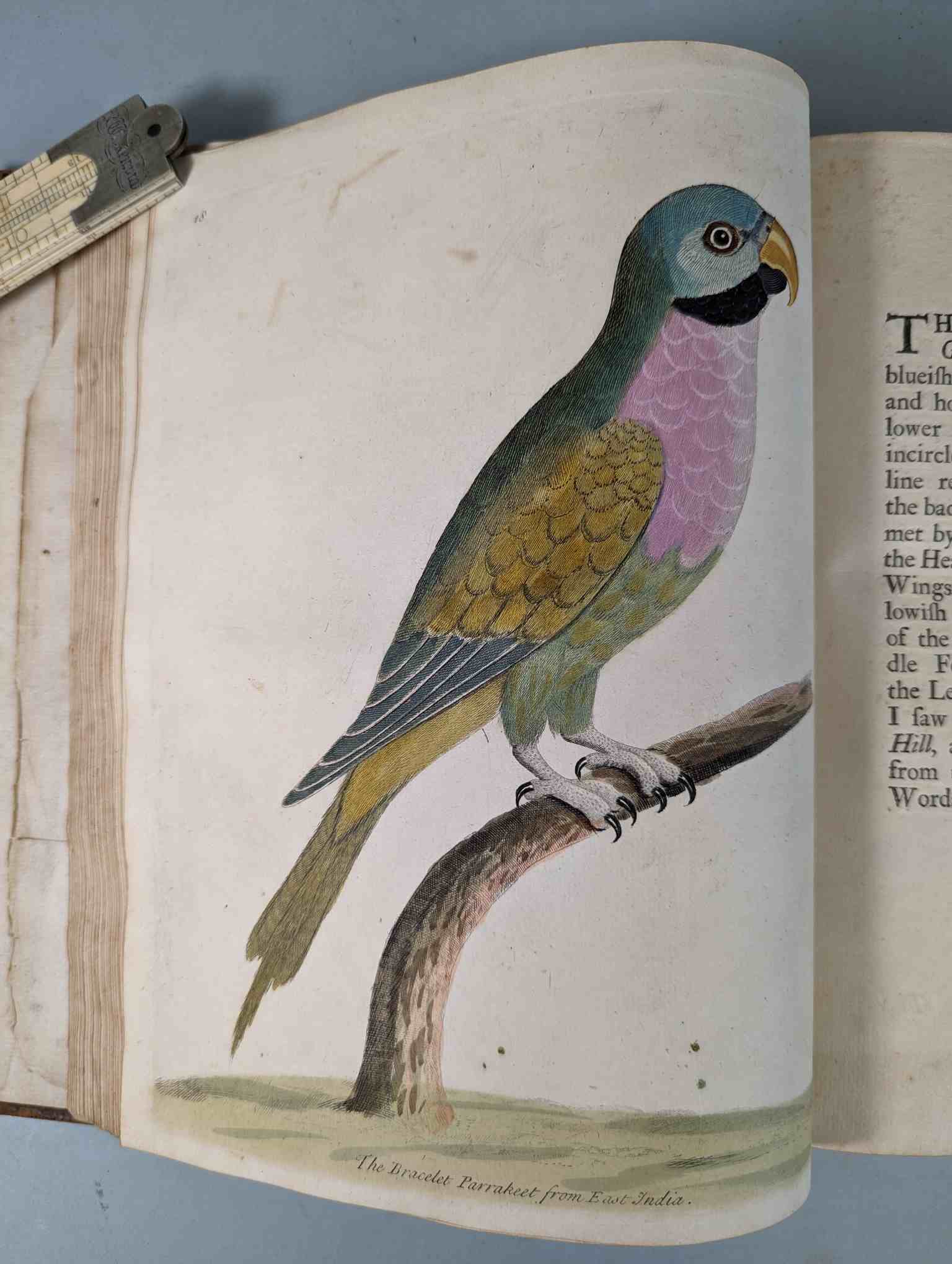 ALBIN, Eleazar. A Natural History of Birds, to which are added, Notes and Observations by W. - Image 122 of 208