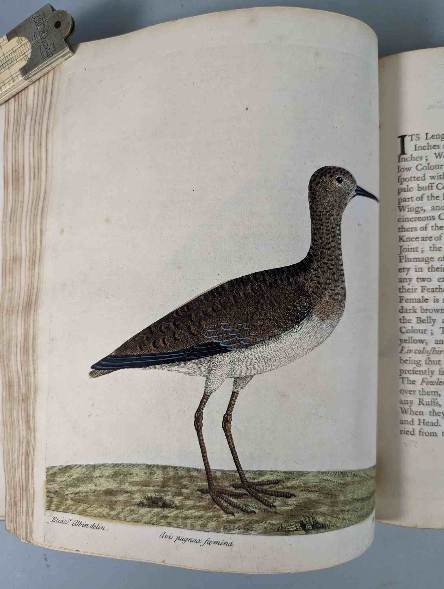 ALBIN, Eleazar. A Natural History of Birds, to which are added, Notes and Observations by W. - Image 76 of 208